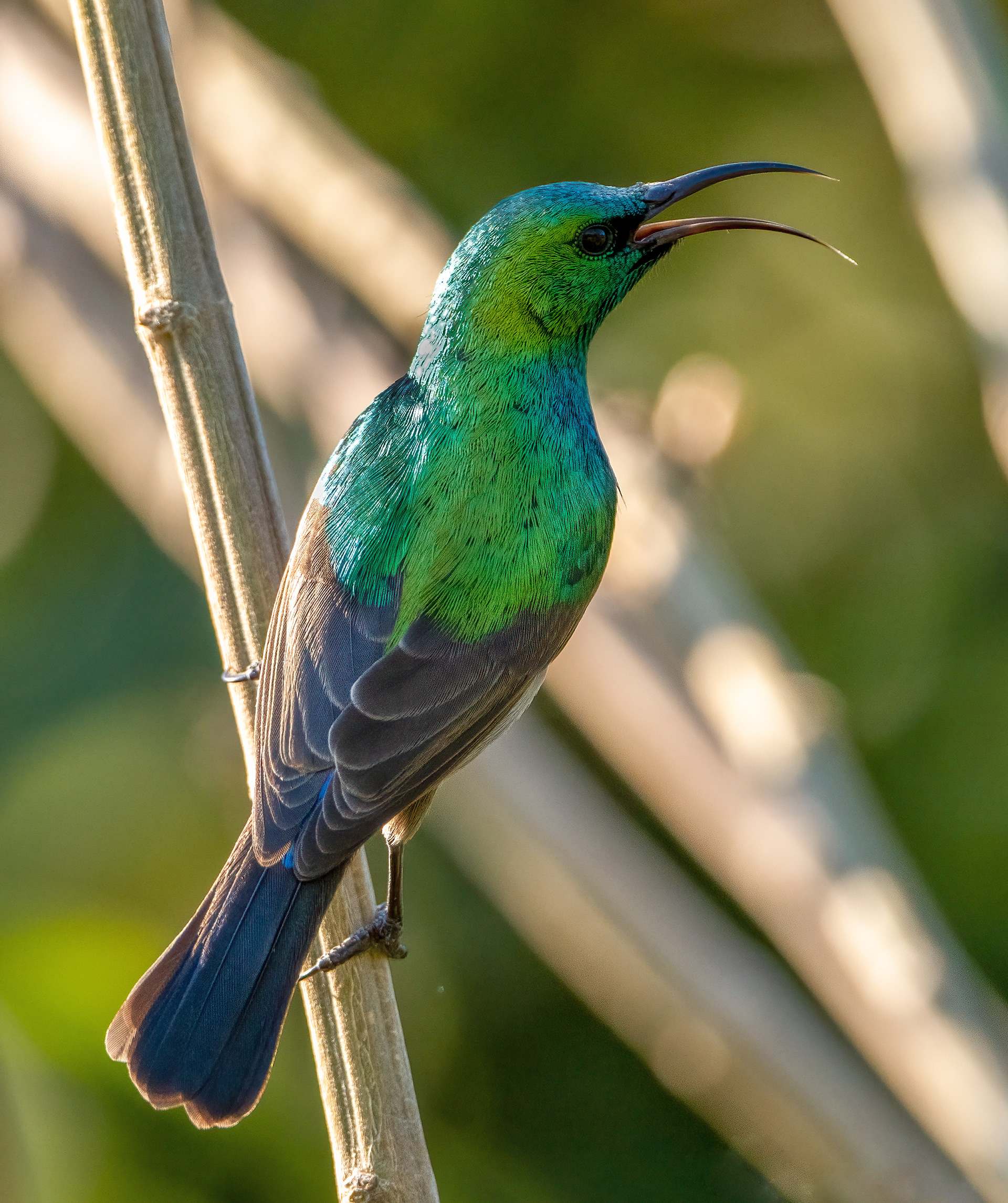 Southern Double Collared Sunbird