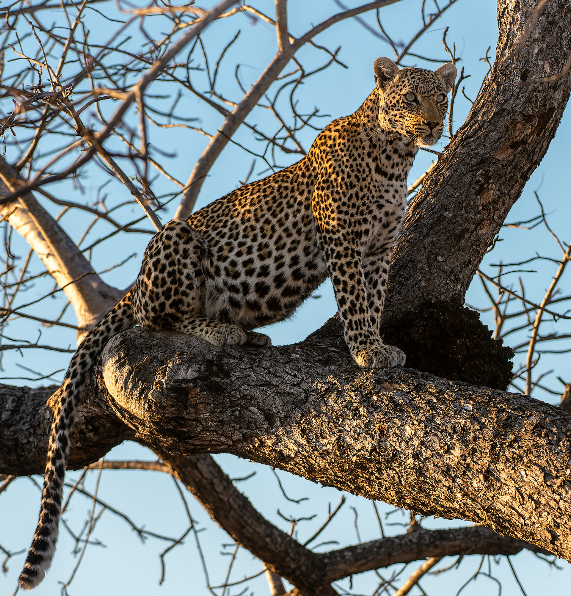 Female Leopard