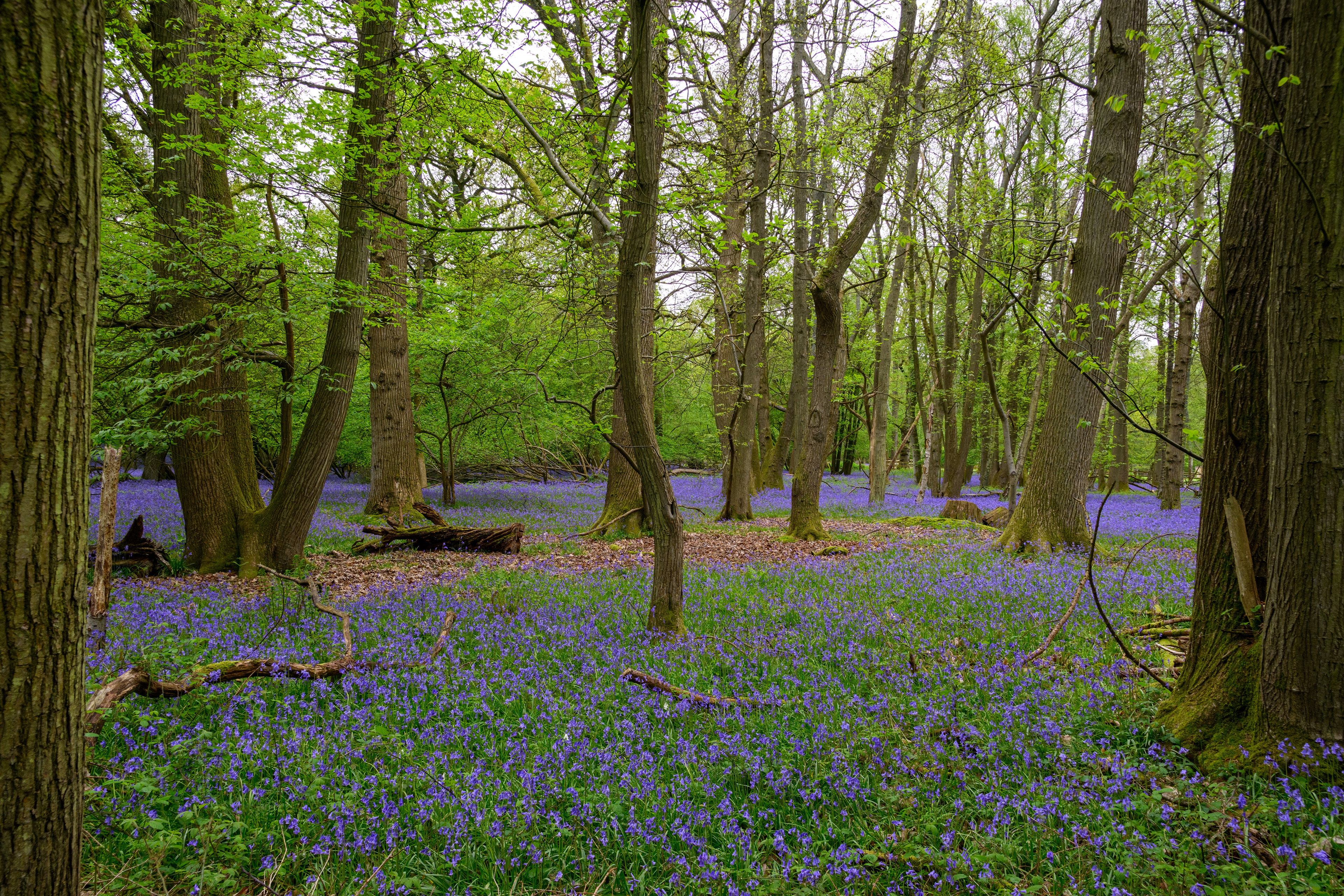 Blue Bells