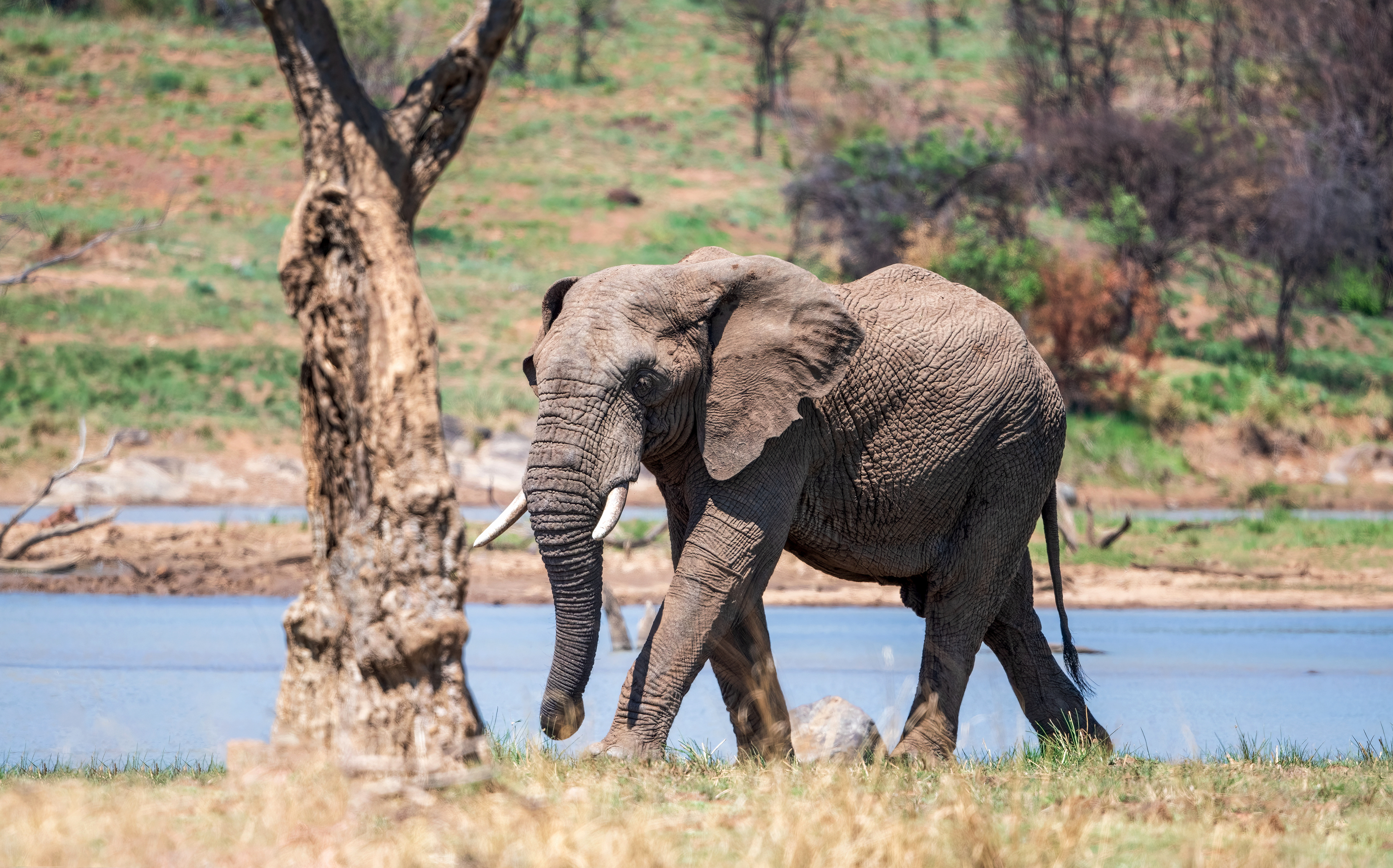 Male Elephant