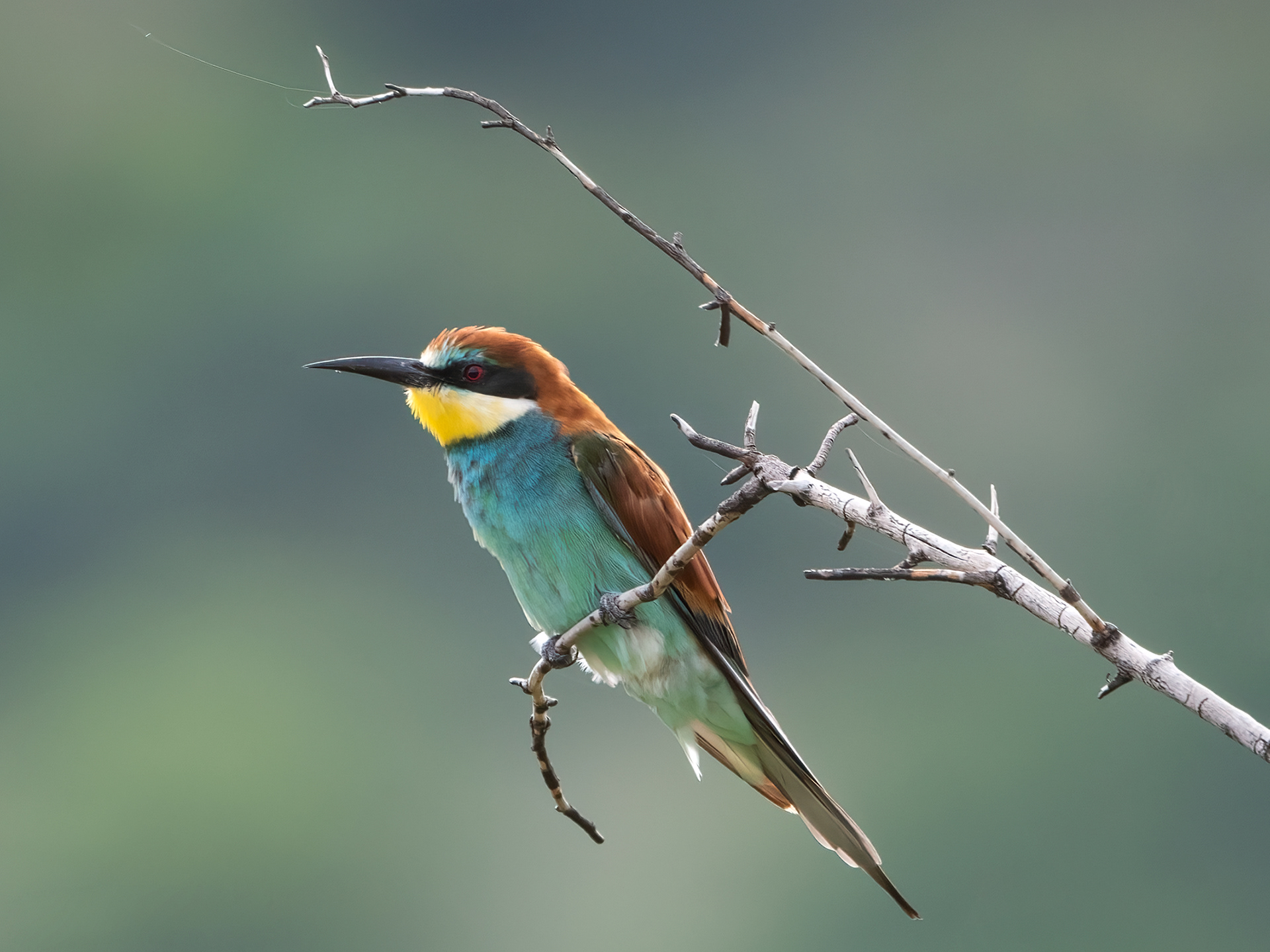 European Bee Eater
