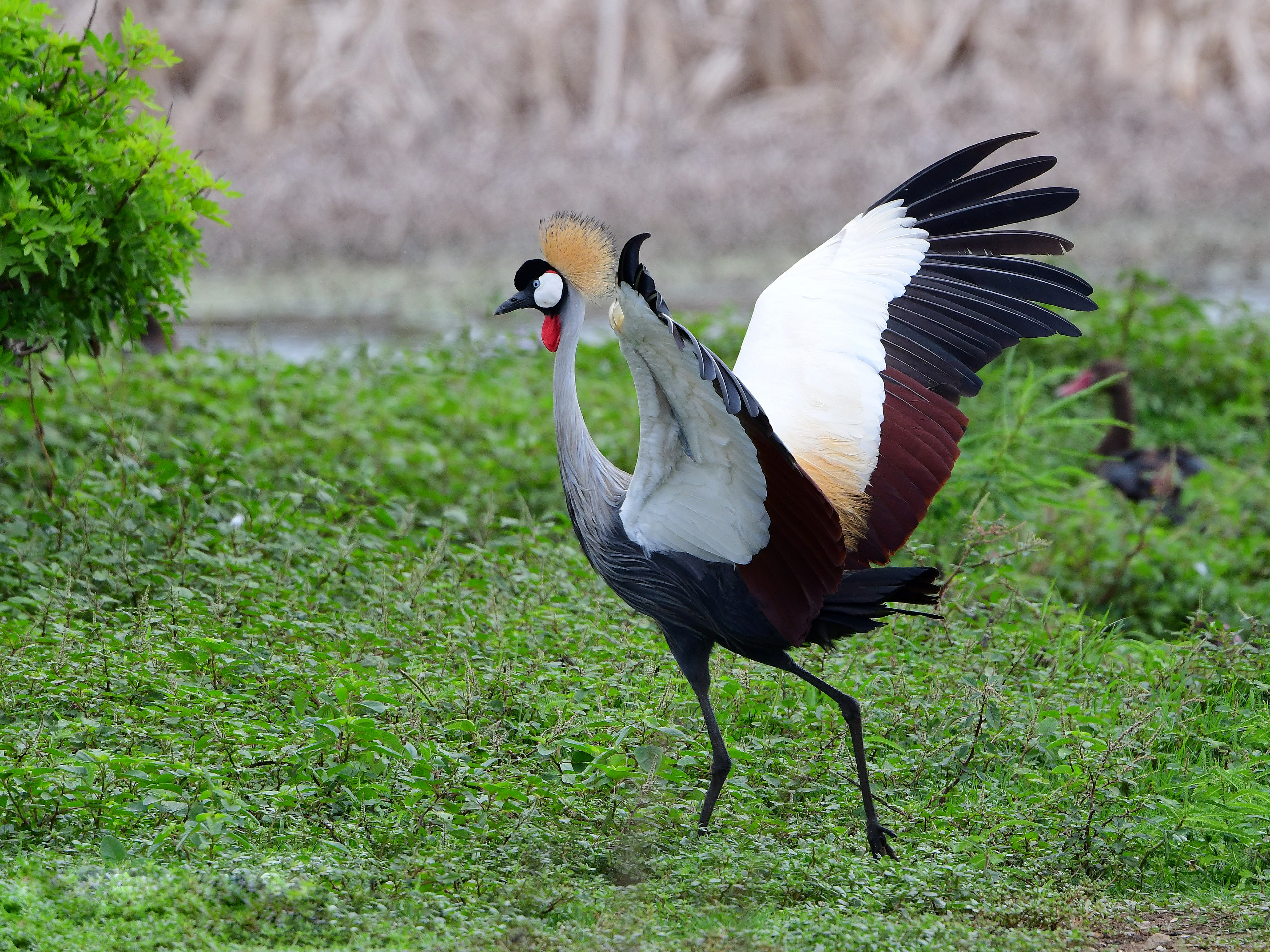 Grey Crowned Crane