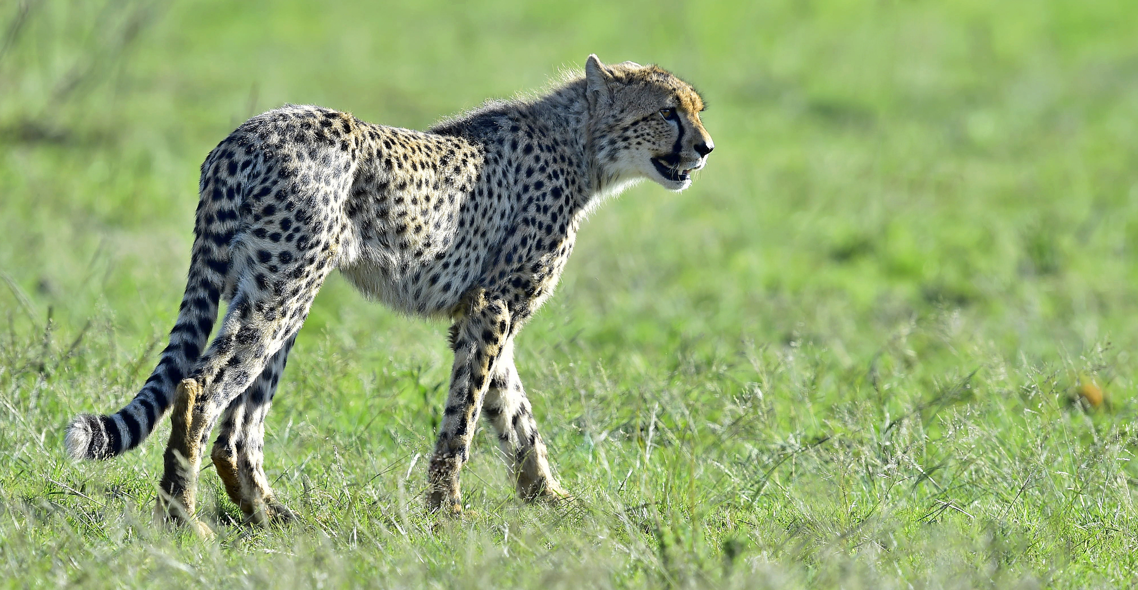Cheetah