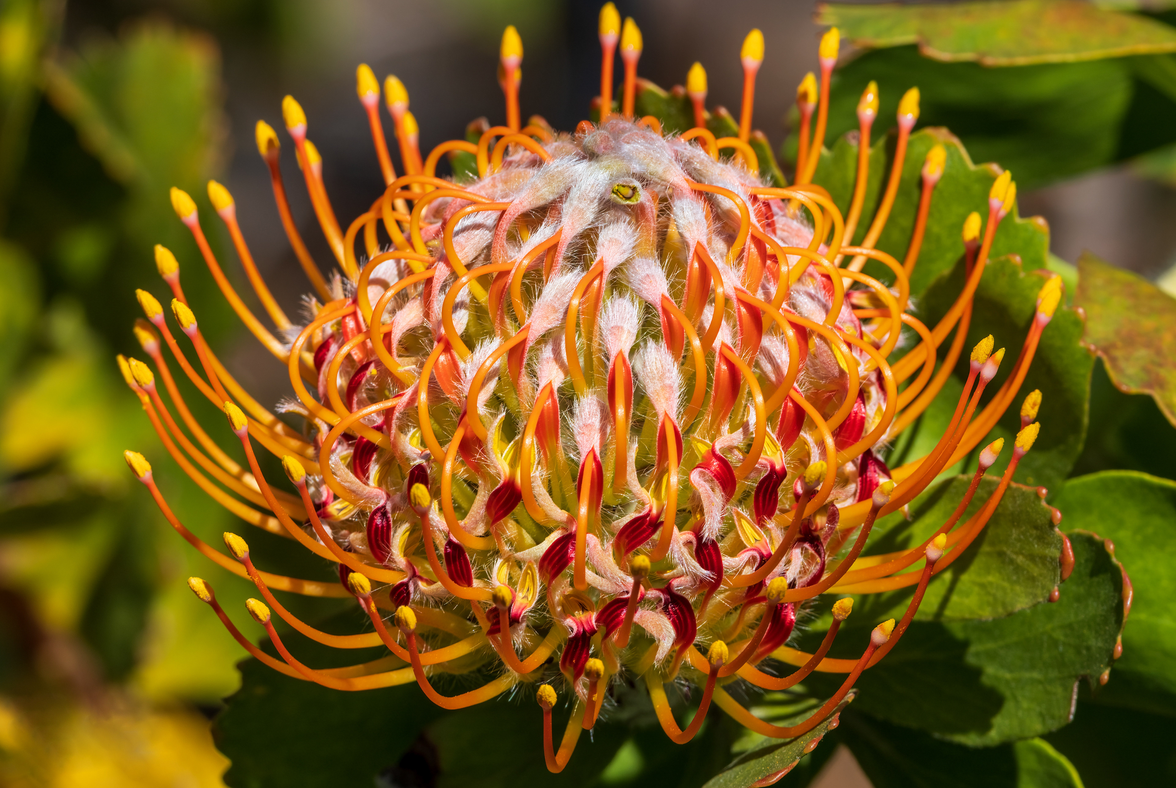 Protea