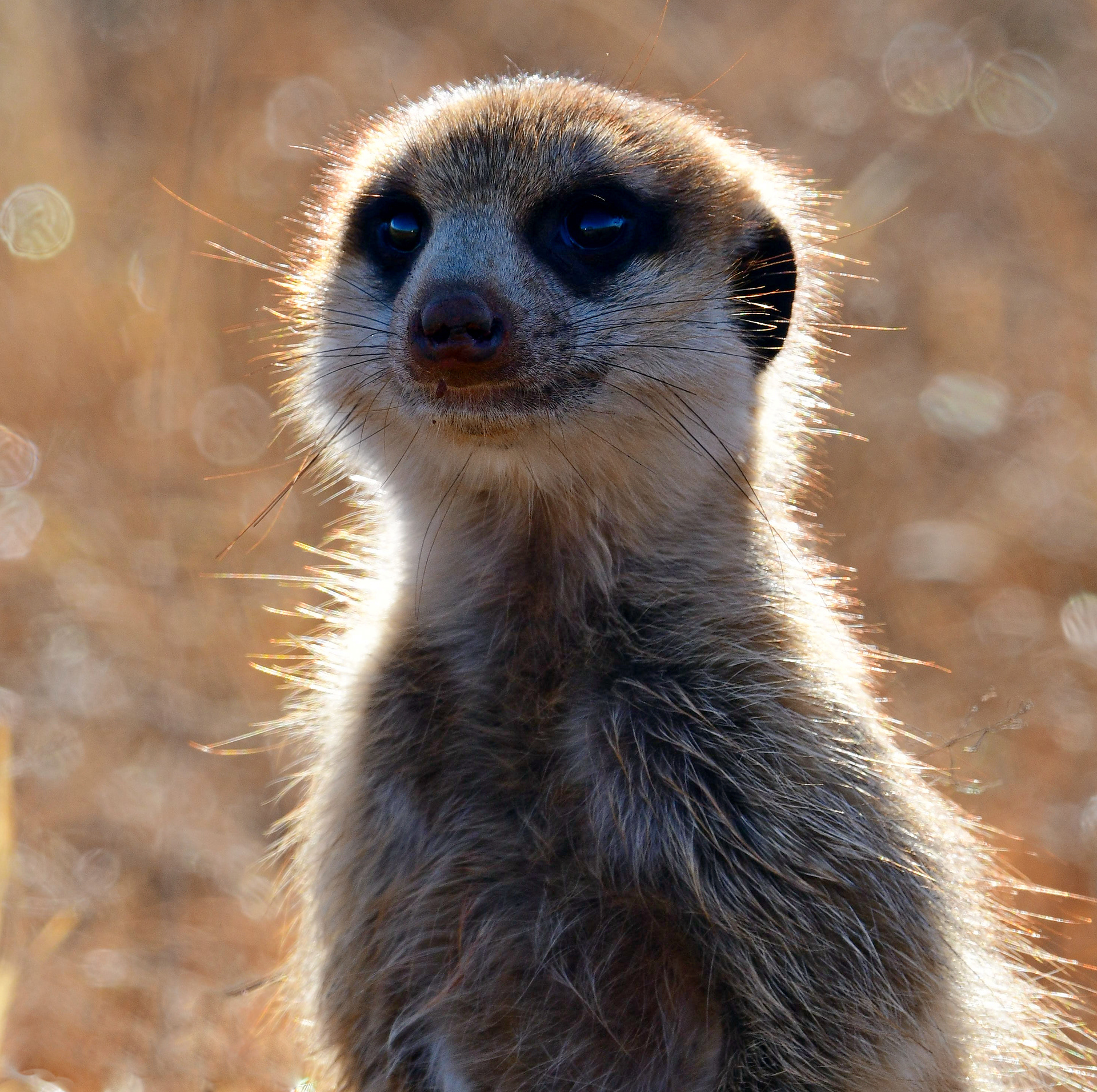 Timon