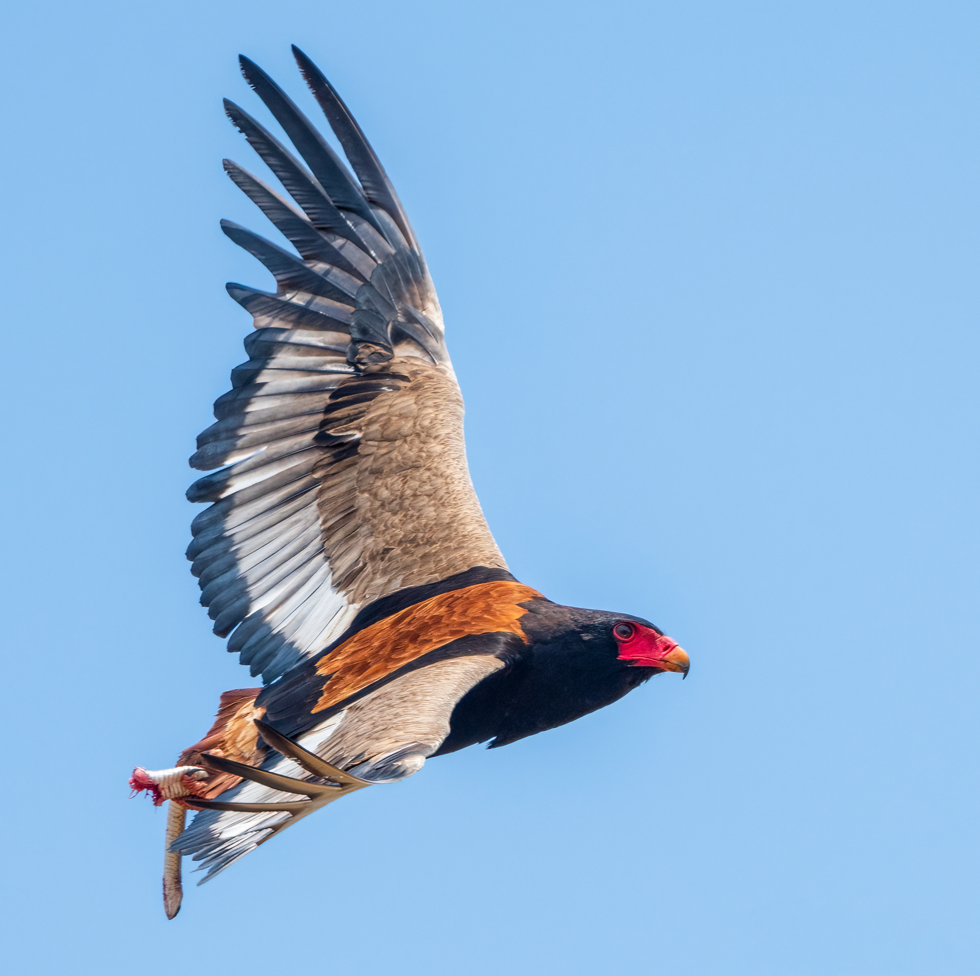 Bateleur