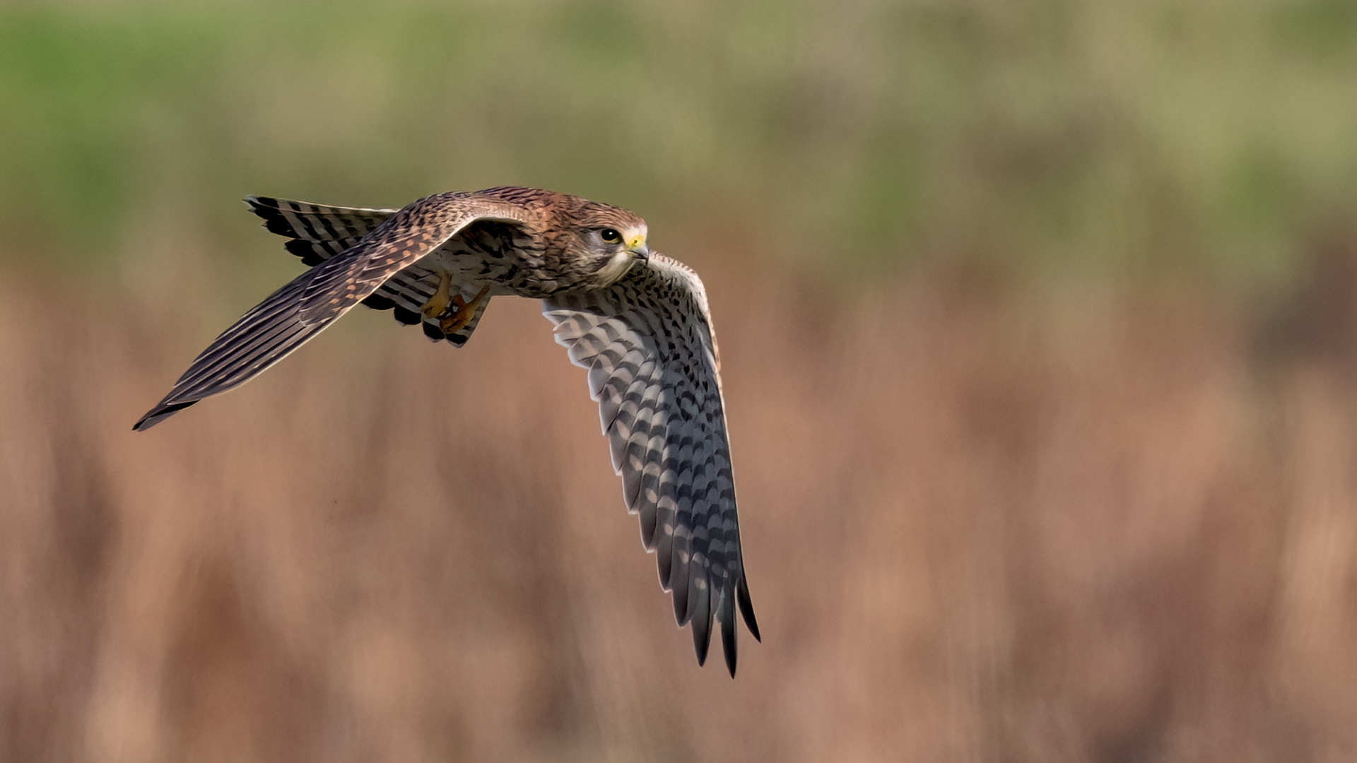 Kestrel