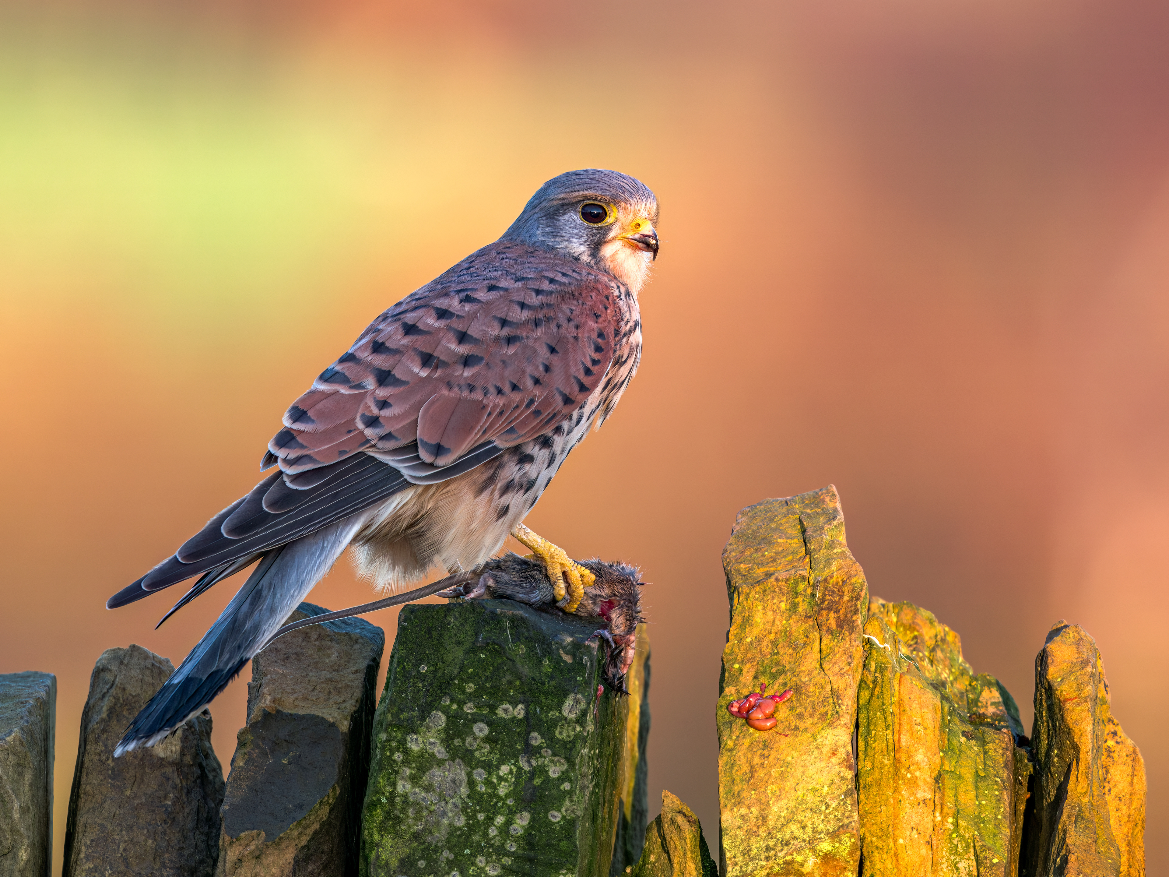 Kestrel