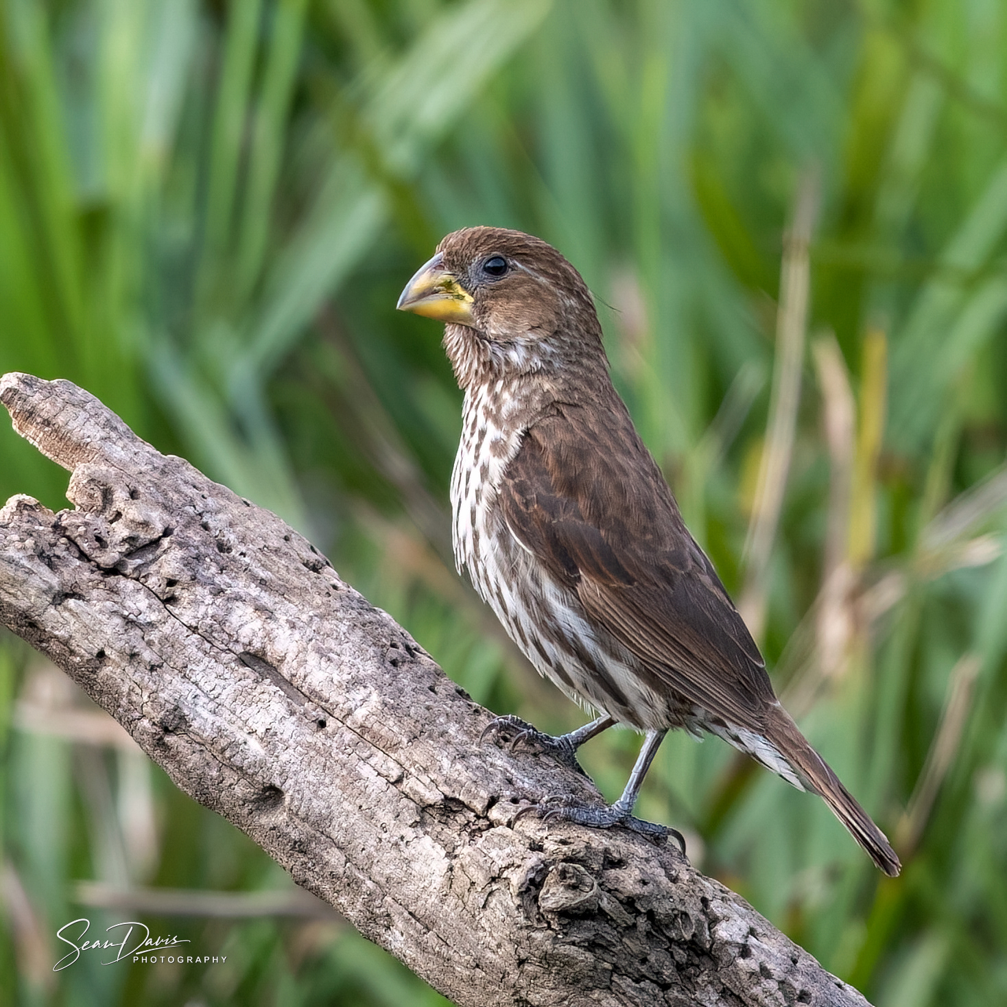 Thick Billed Weaver
