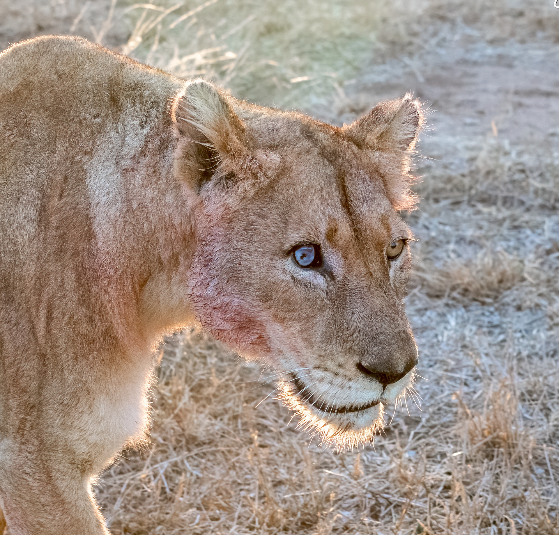 Lioness