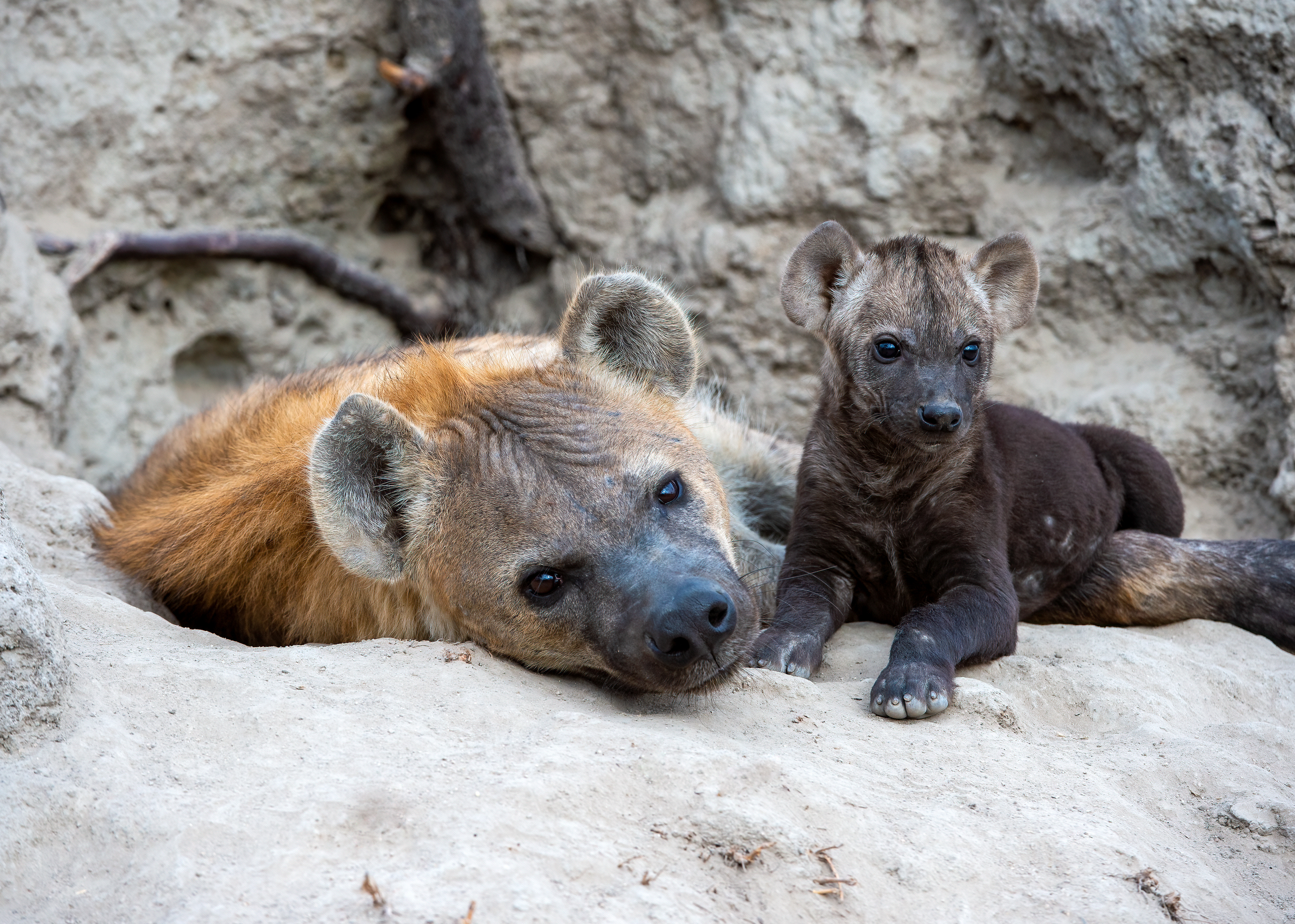 Spotted Hyena