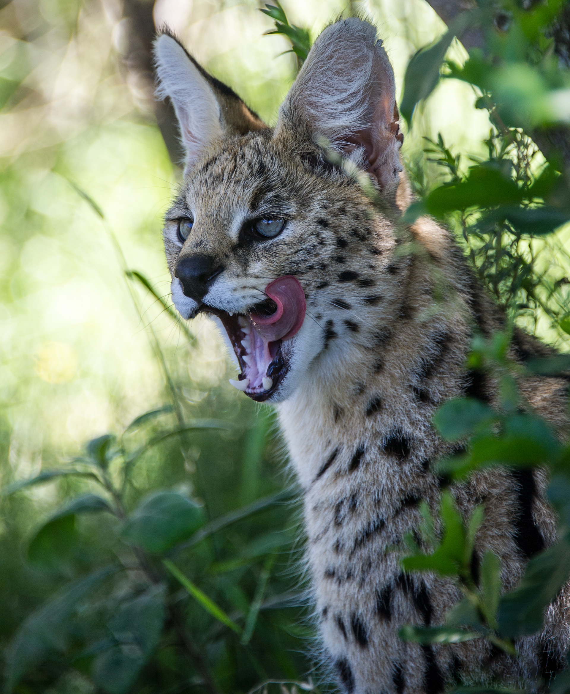 Serval