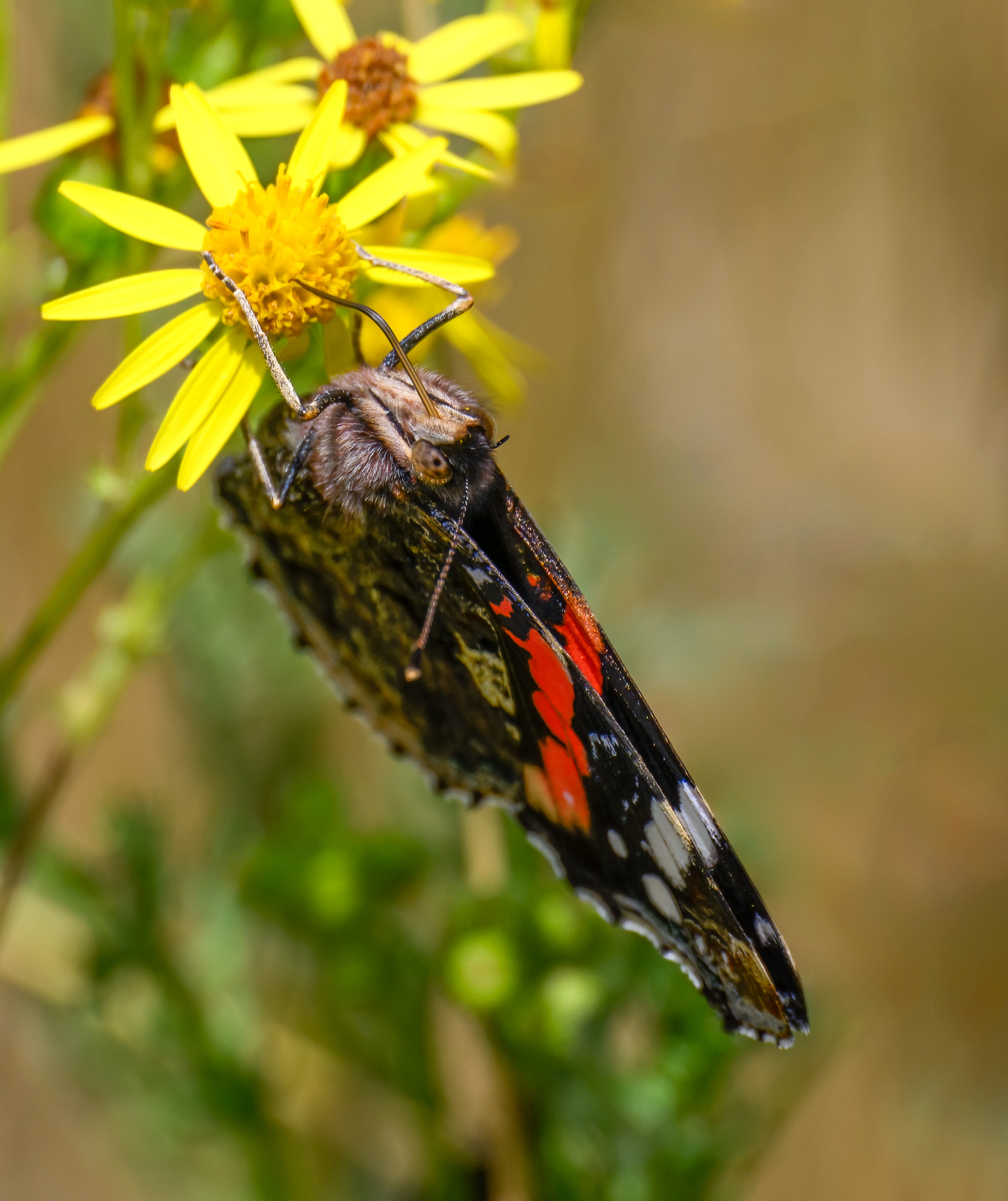 Red Admiral