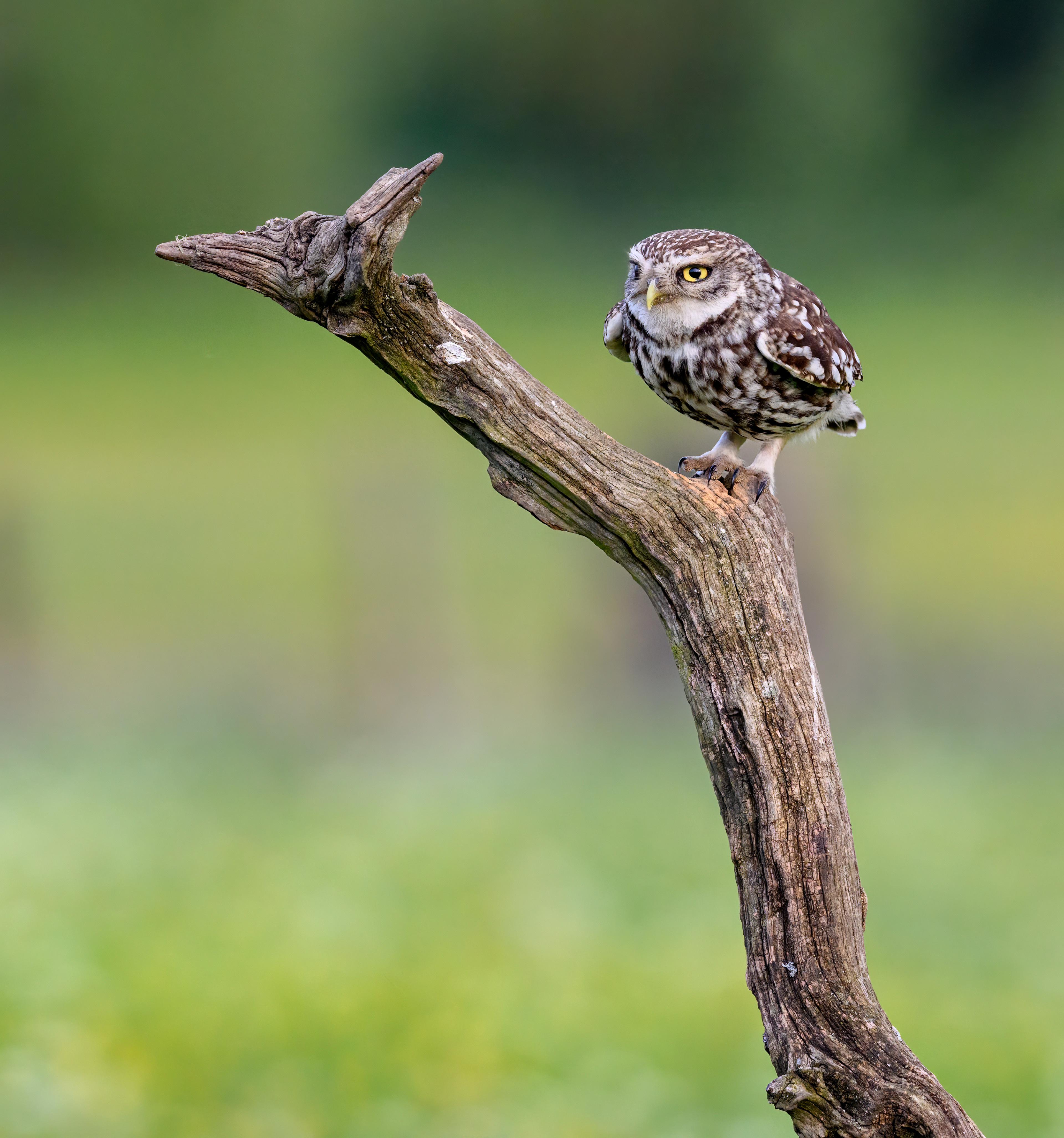 Little Owl