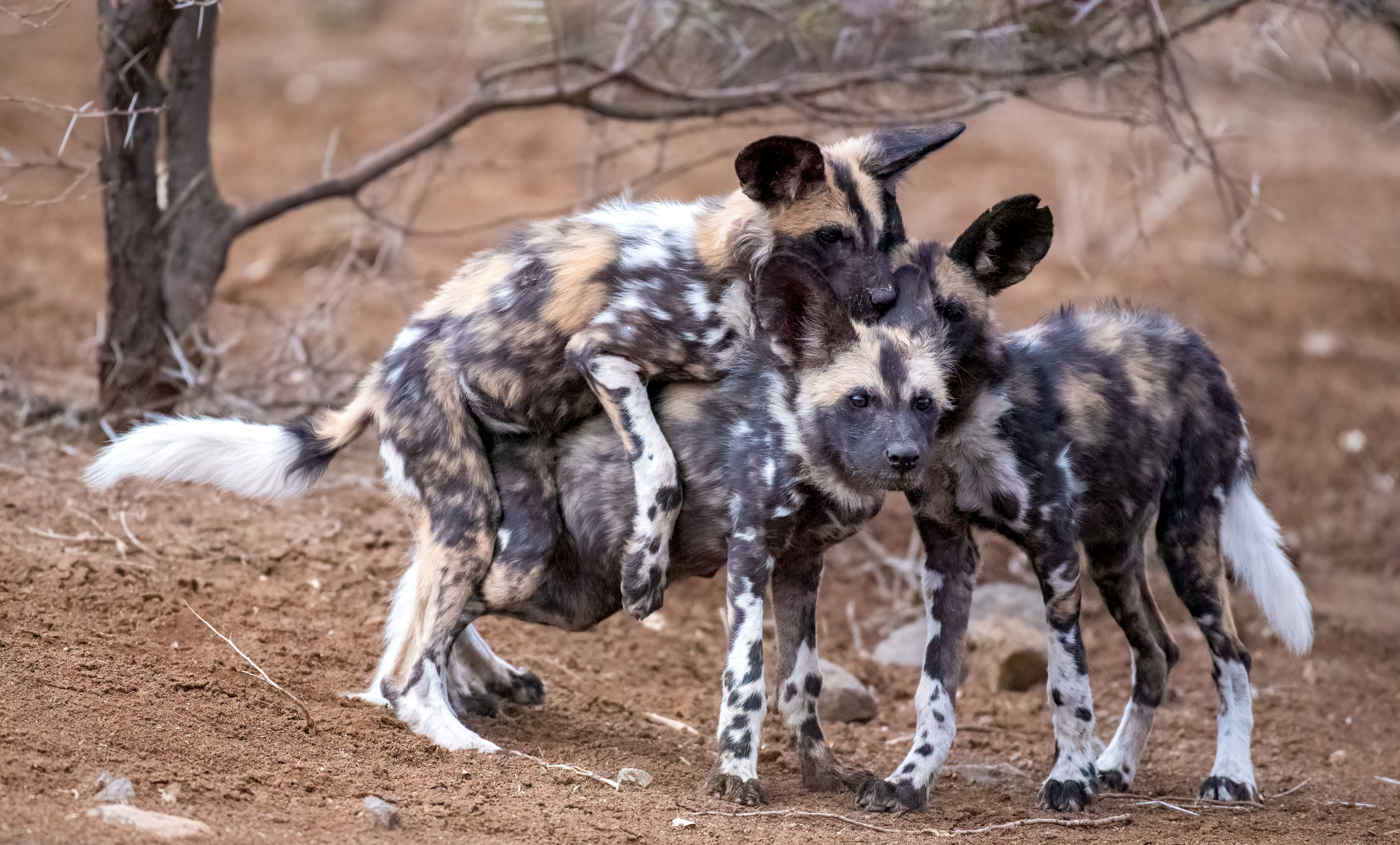 Wild Dog