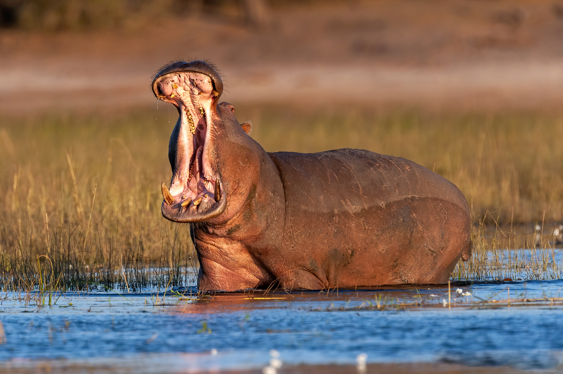 Hippo