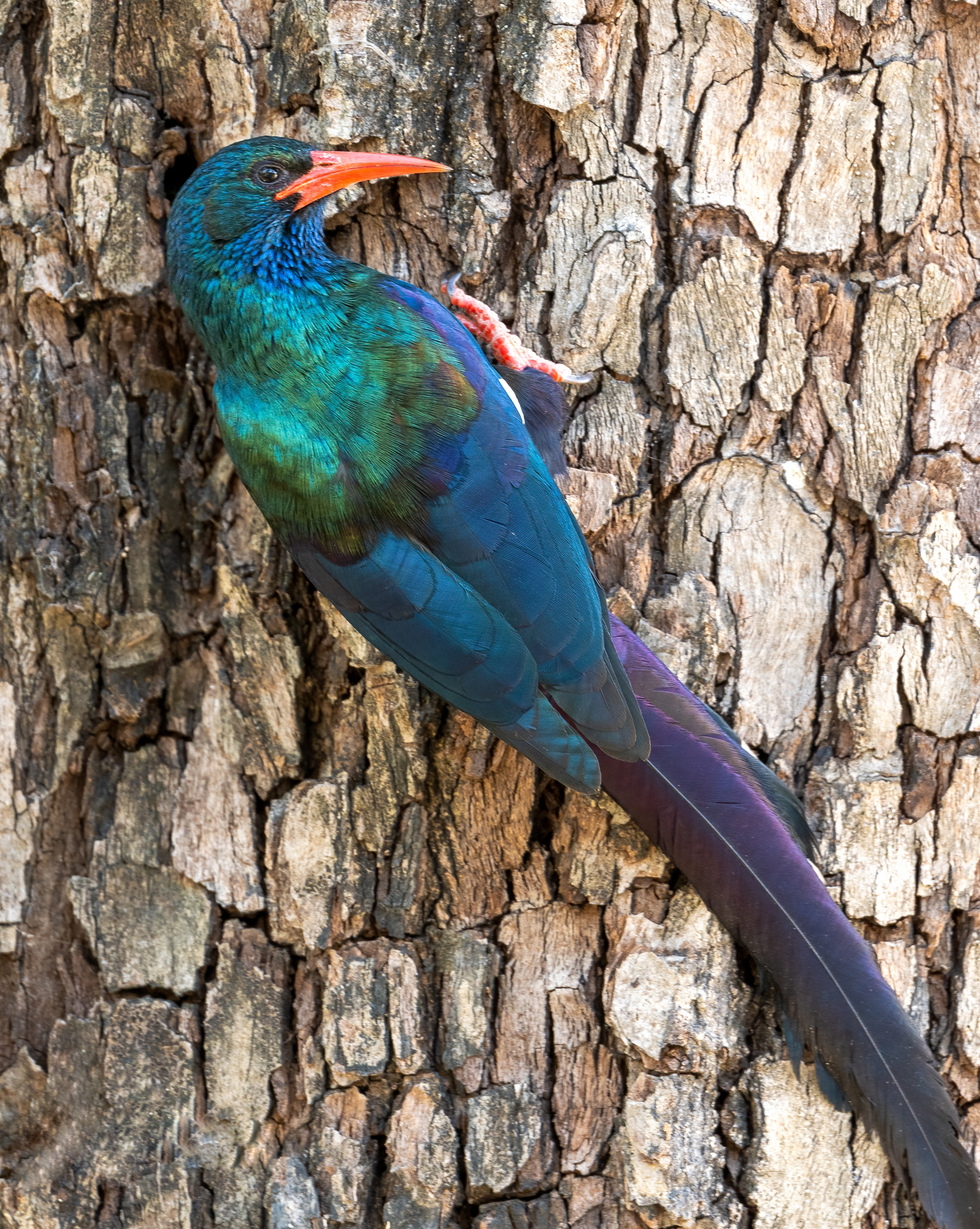 Green Wood Hoopoe