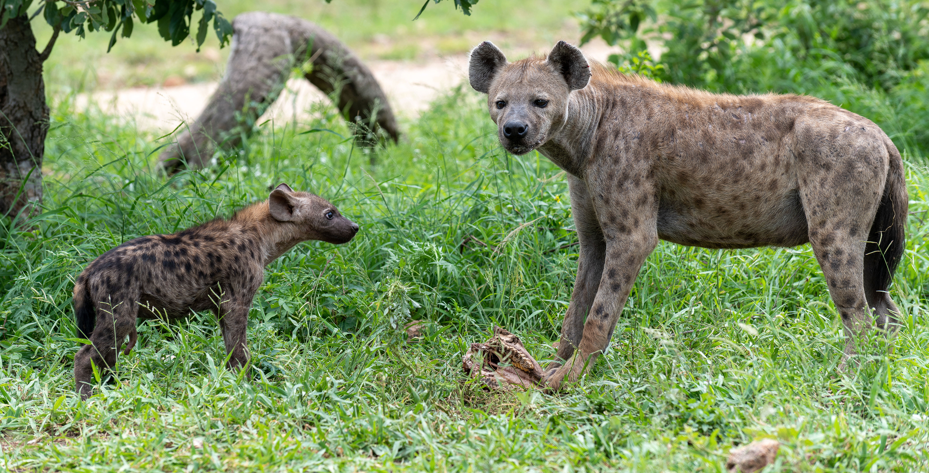 Spotted Hyena