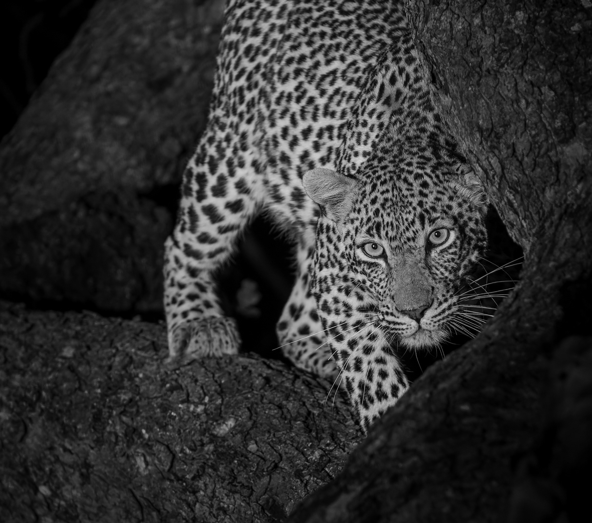 Leopard