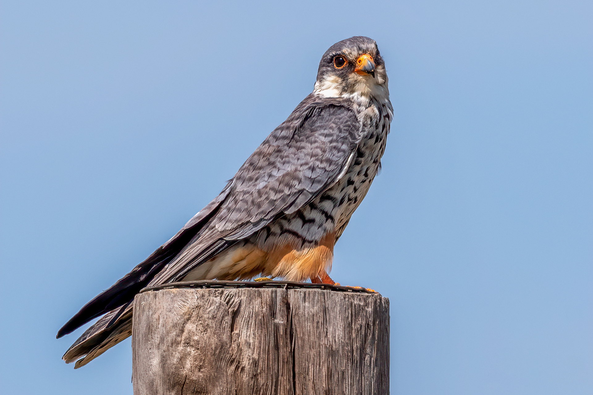 Amur Falcon