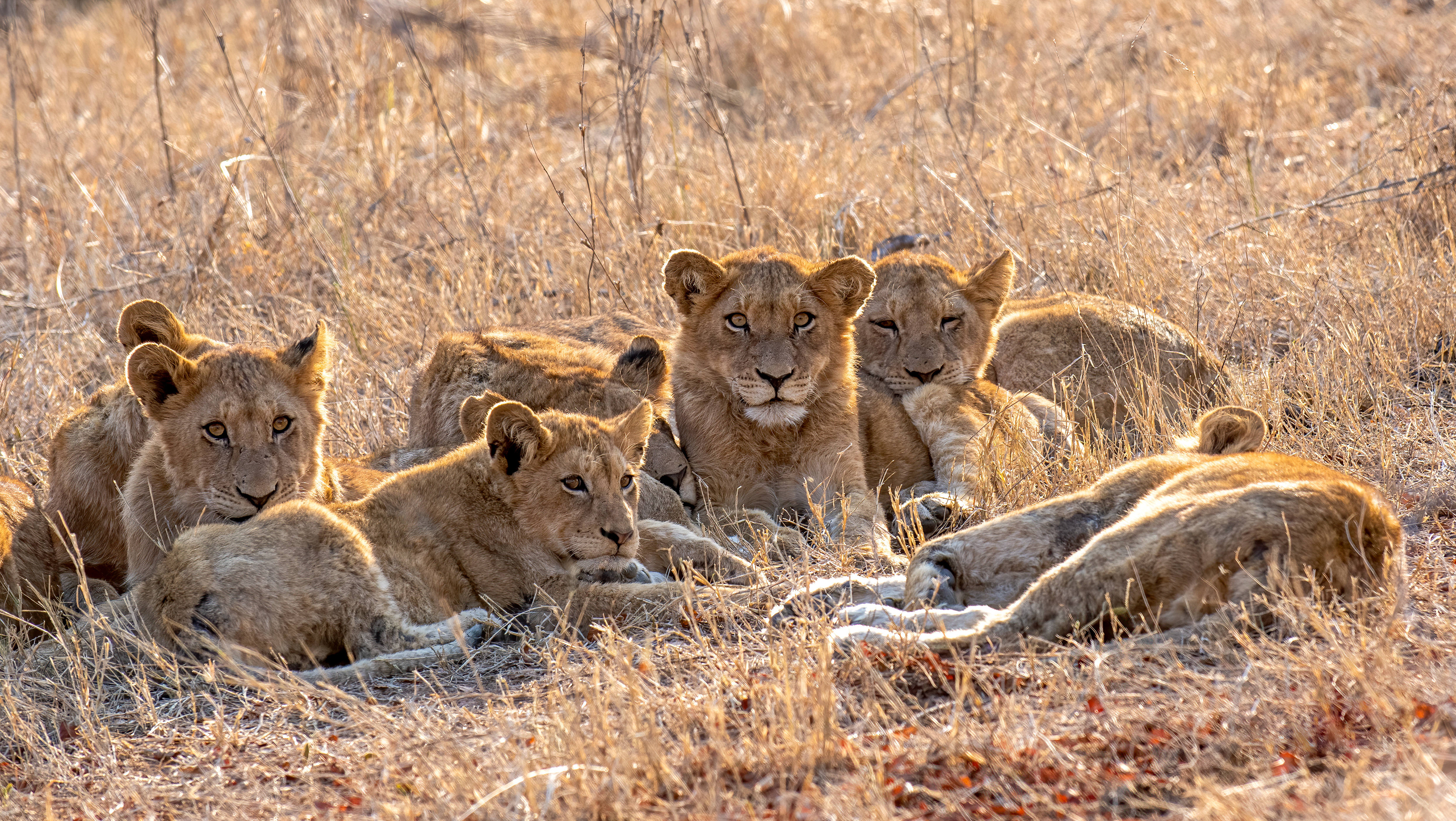 Young Lions