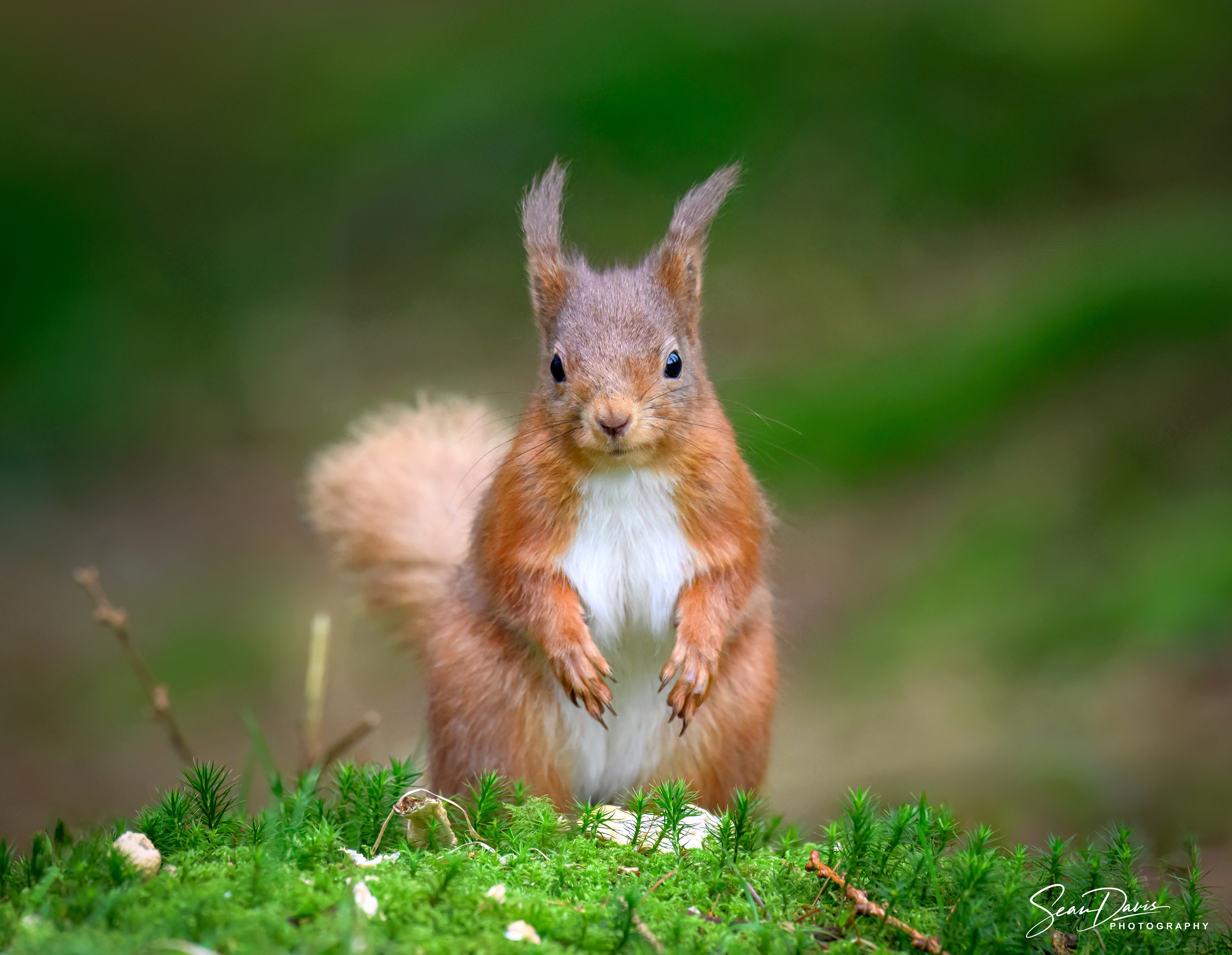 Red Squirrel