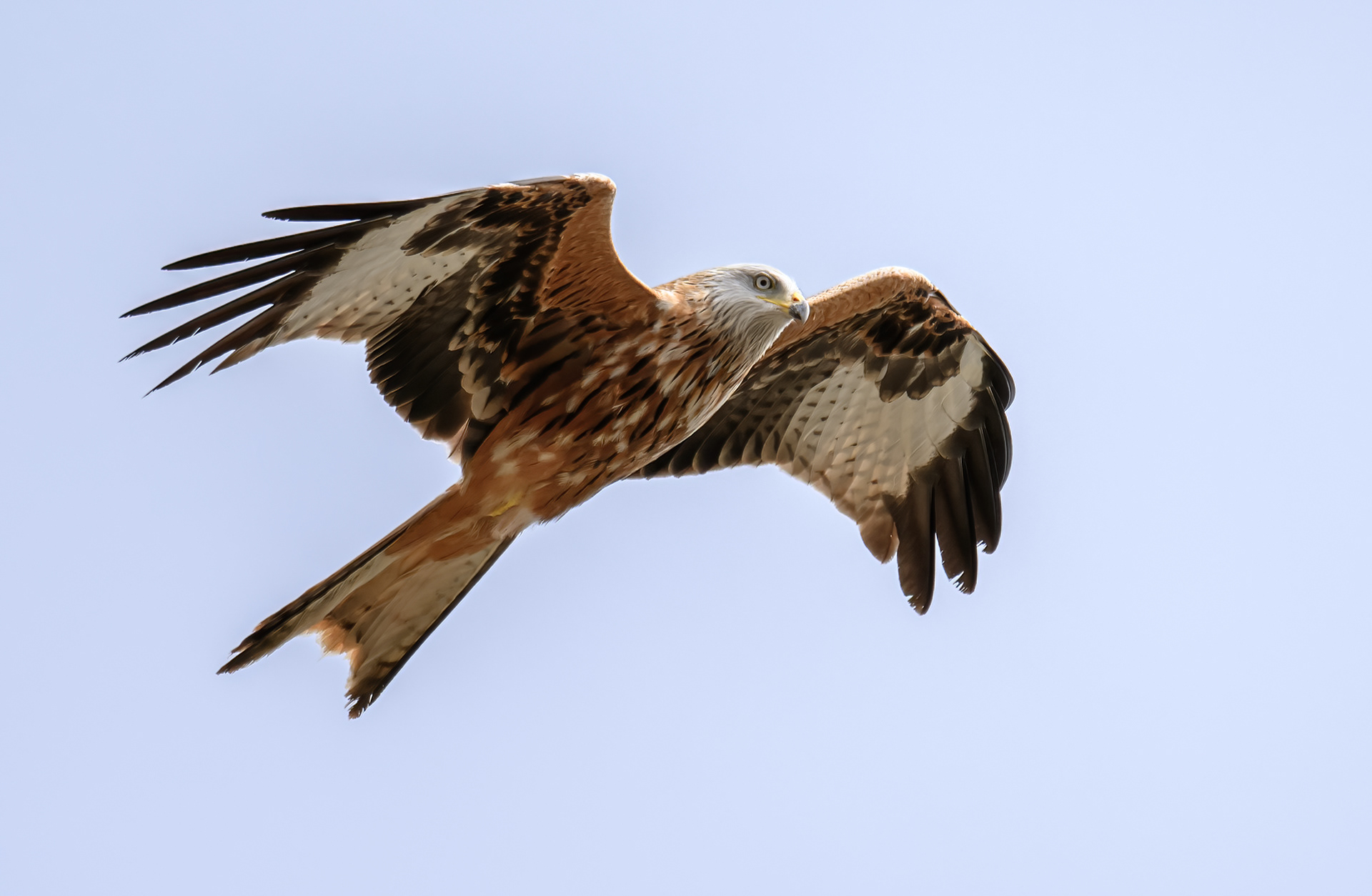 Red Tail Kite