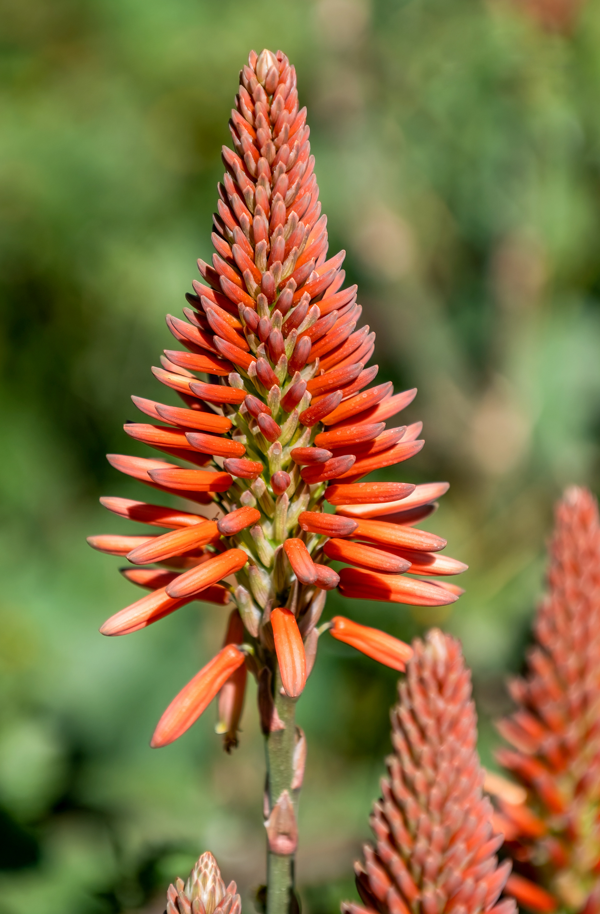 Aloe
