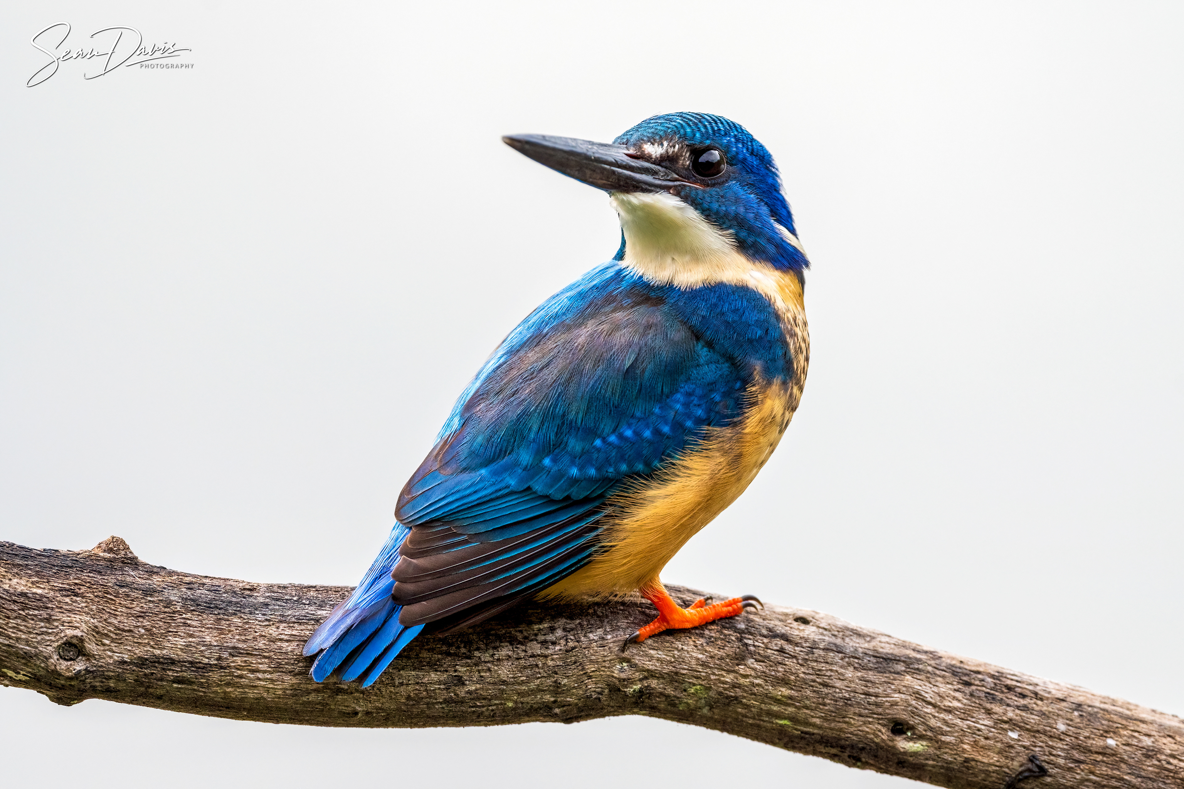 Half Collared Kingfisher
