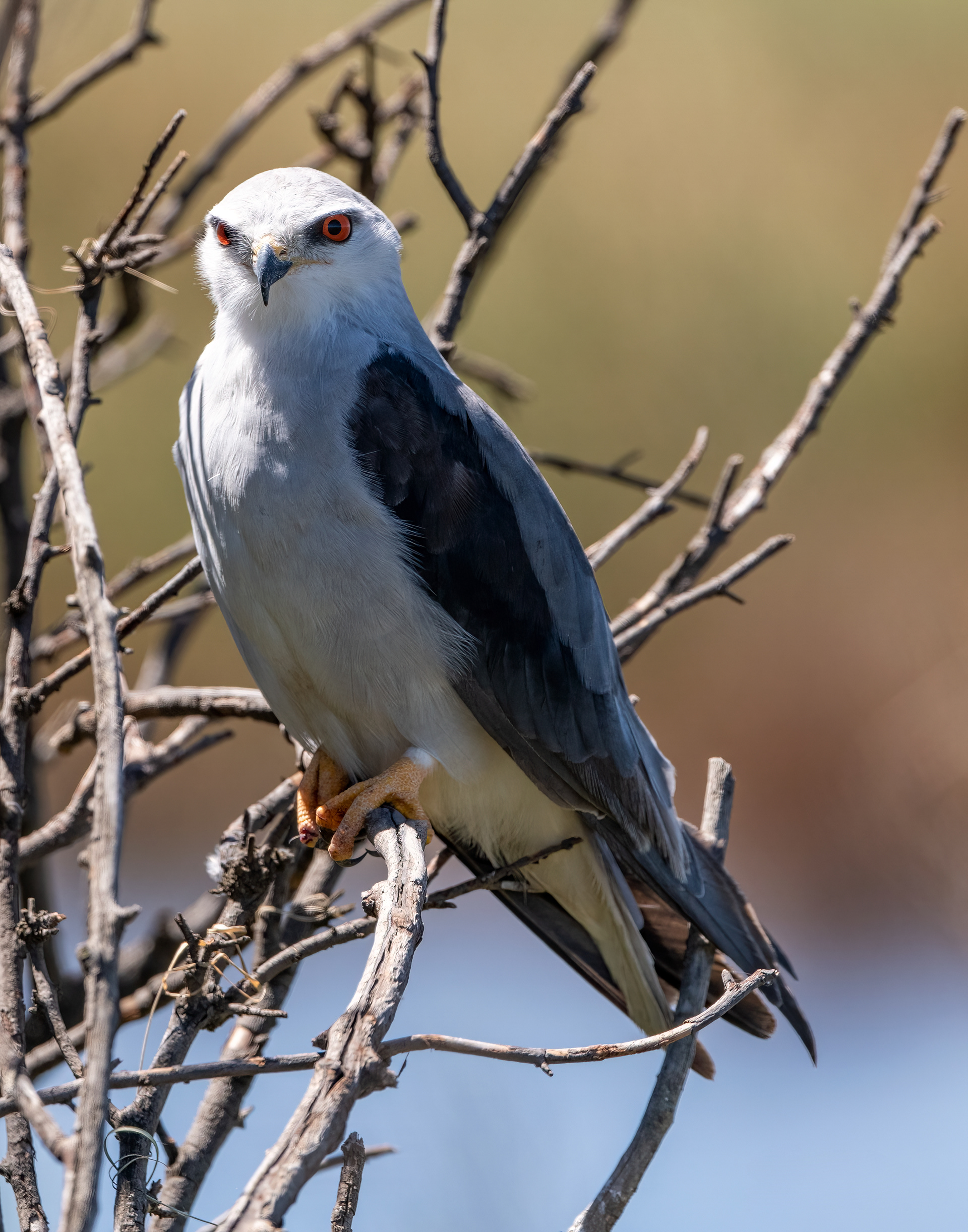Black winged Kite