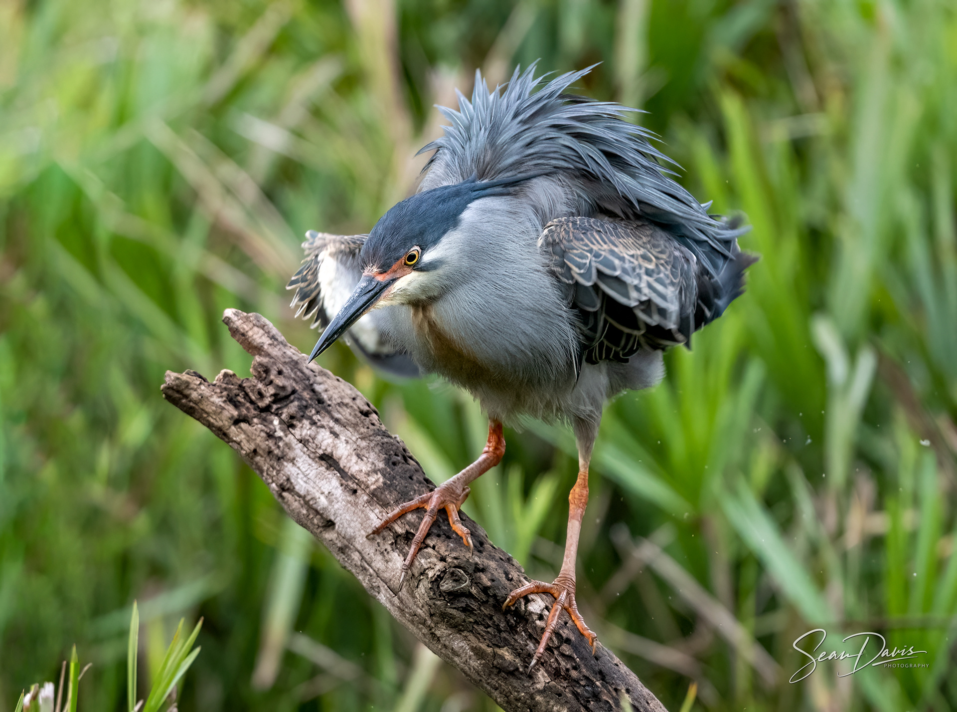 Green Backed Heron