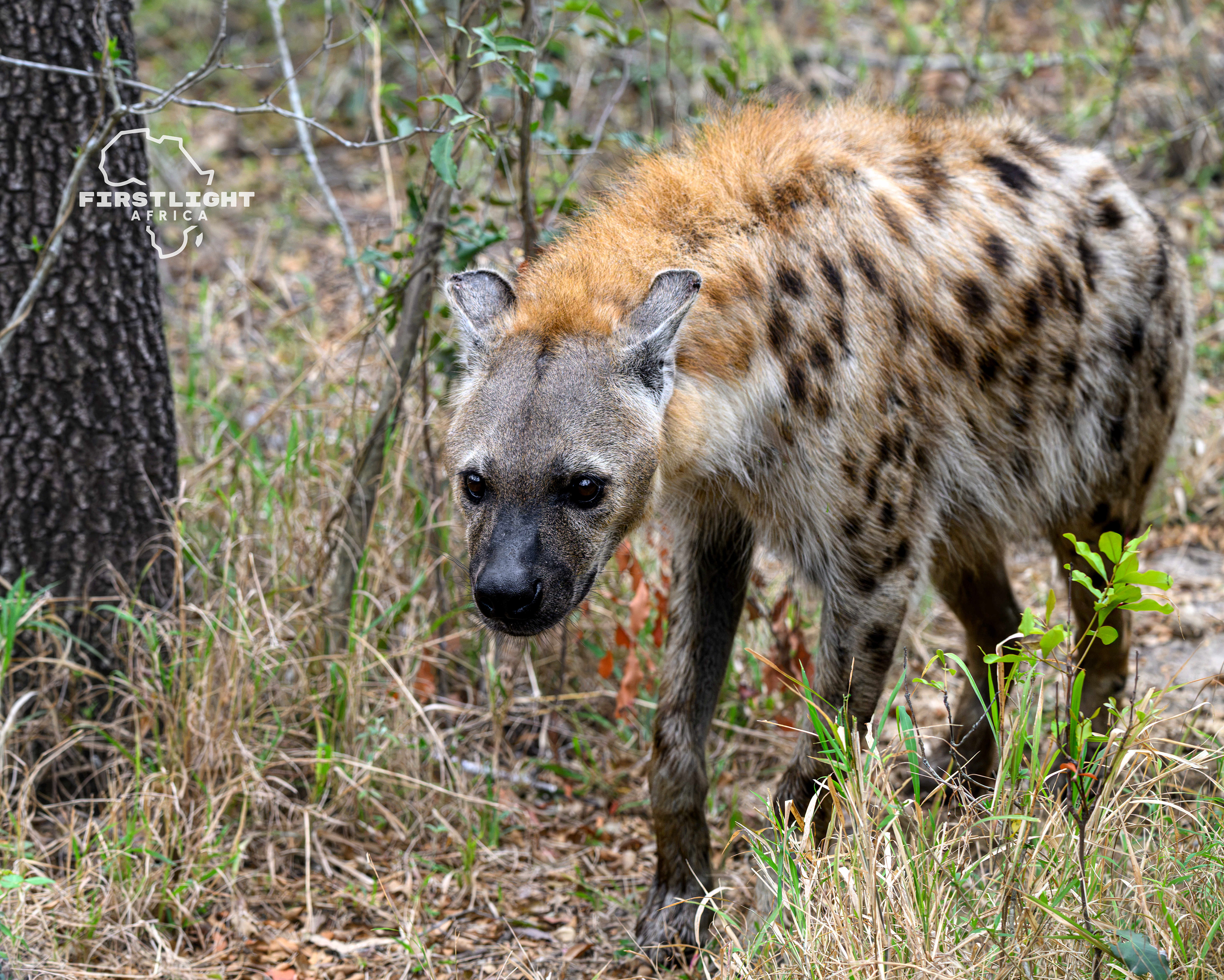 Spotted Hyena