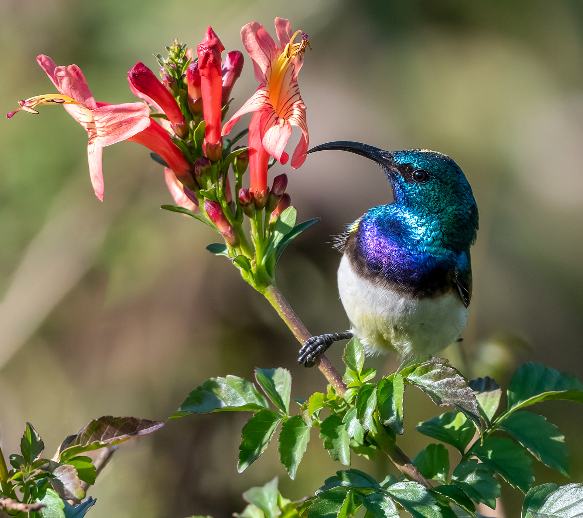 White Bellied Sunbird ♂