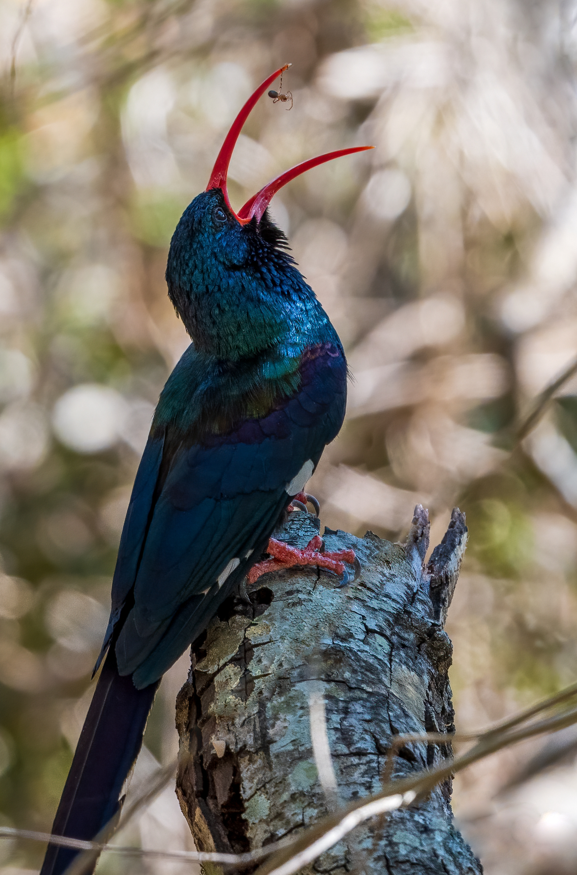 Green Wood Hoopoe
