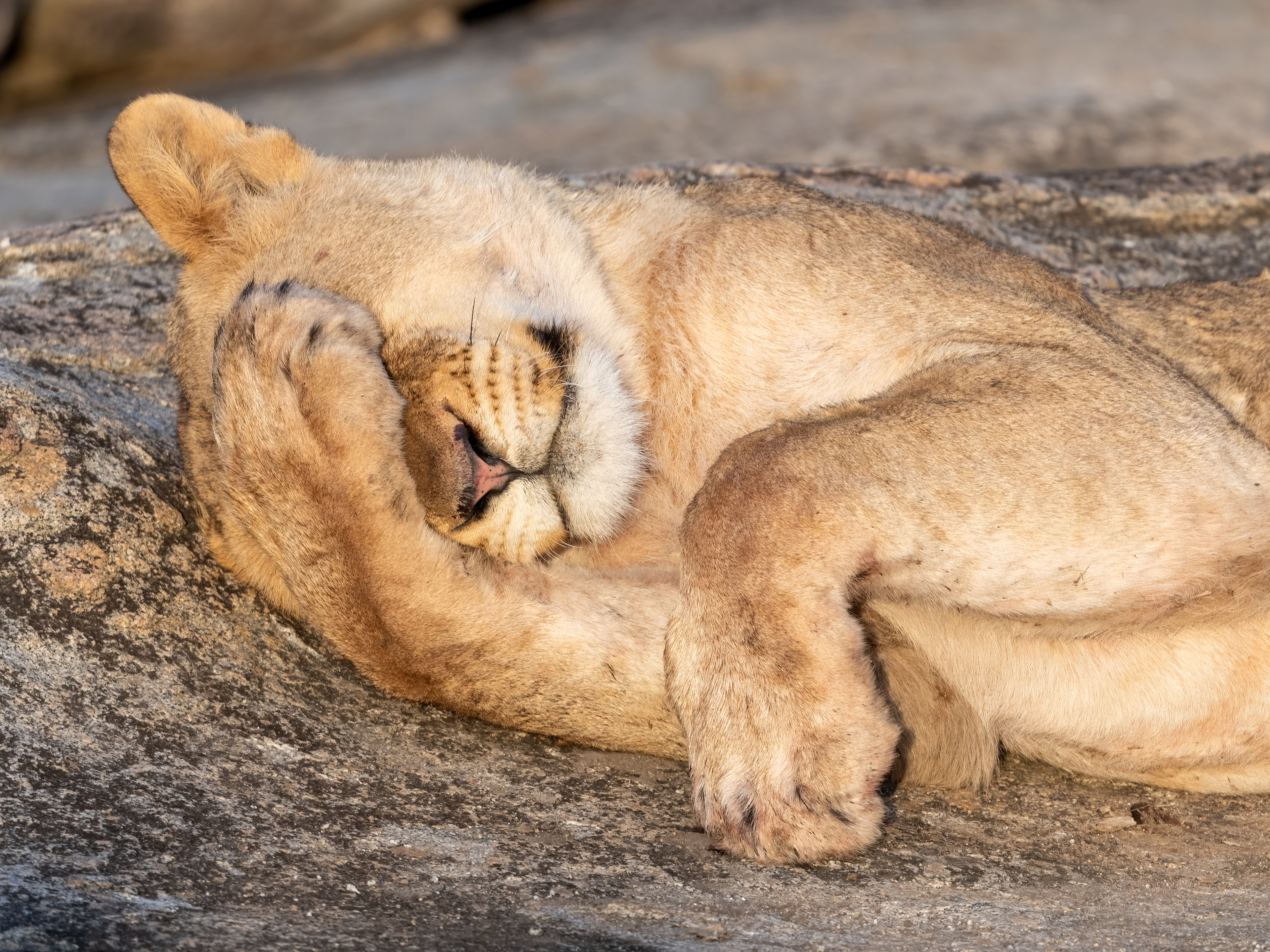 Lioness