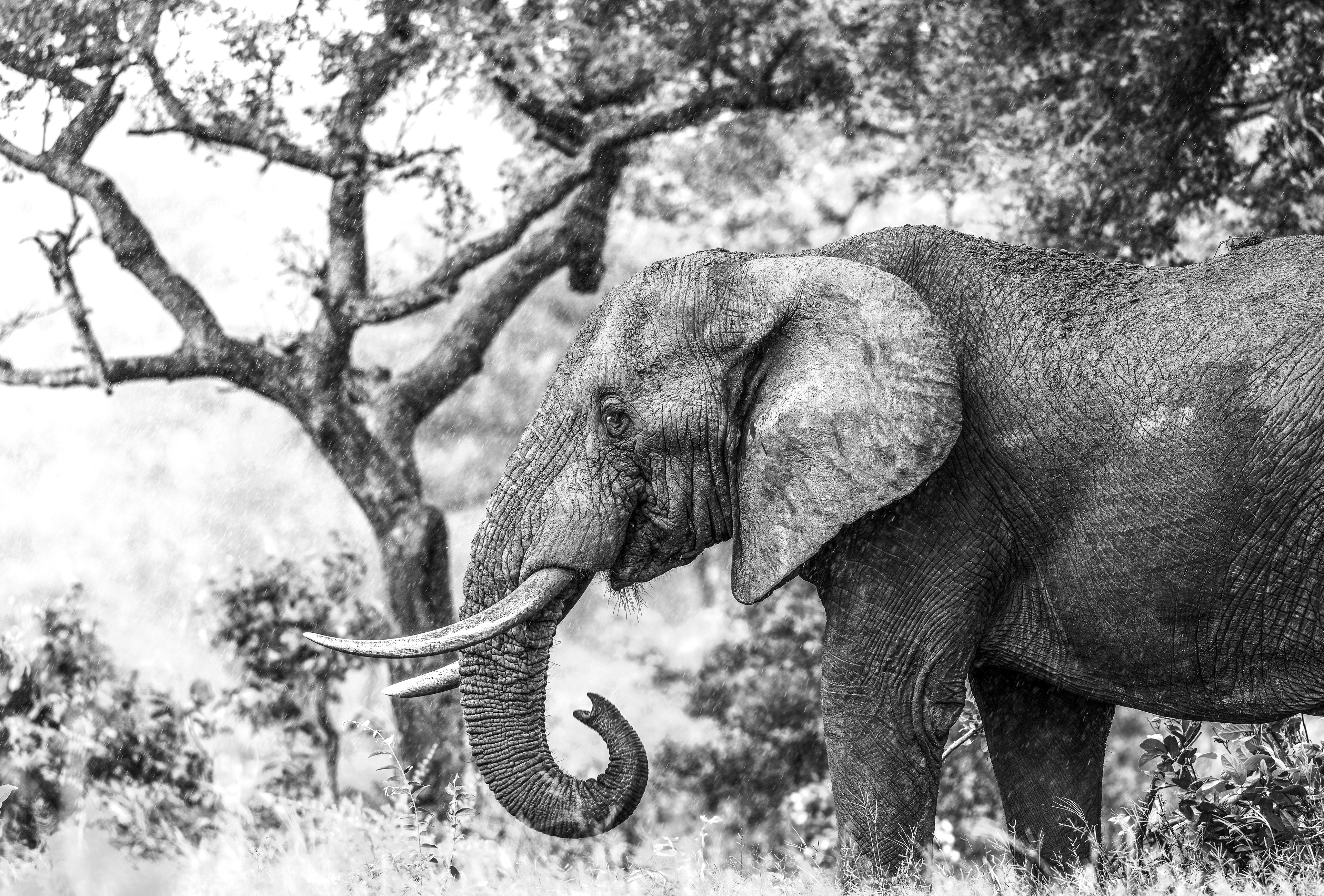 Elephant
