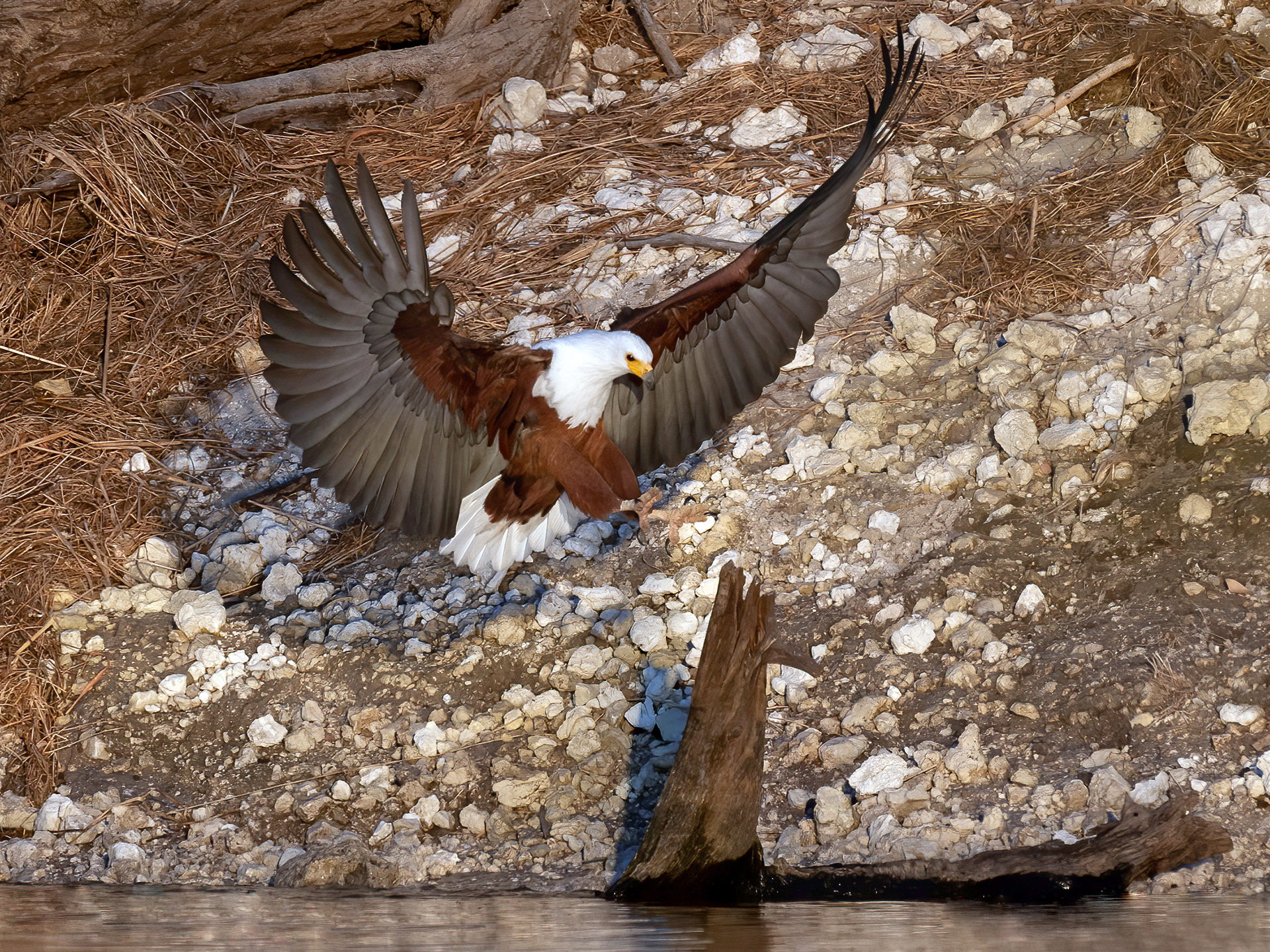 African Fish Eagle