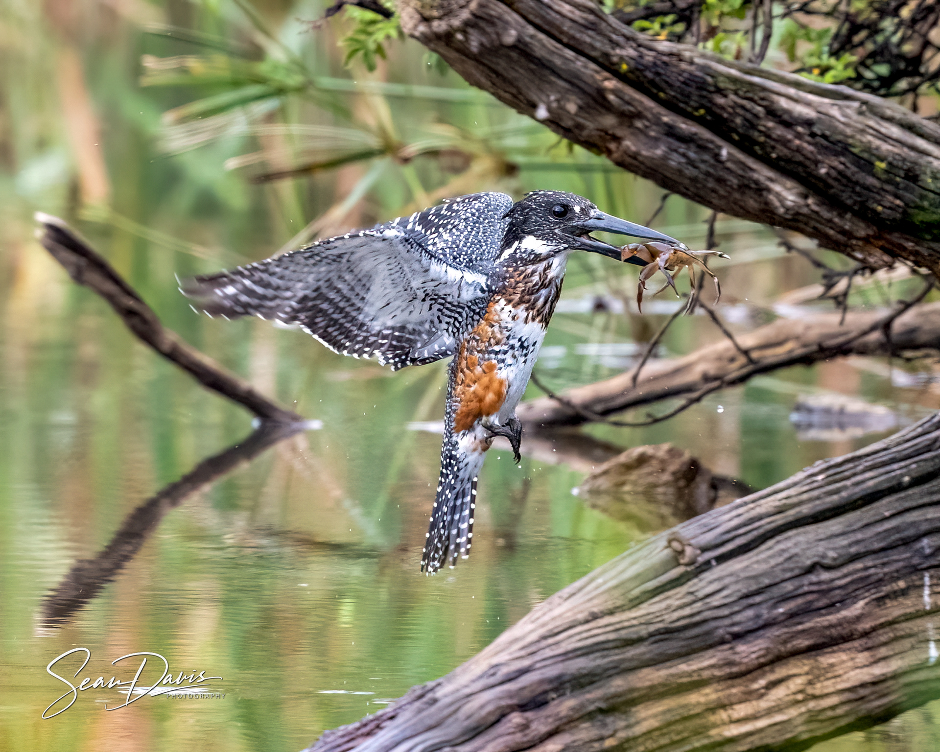 Giant Kingfisher
