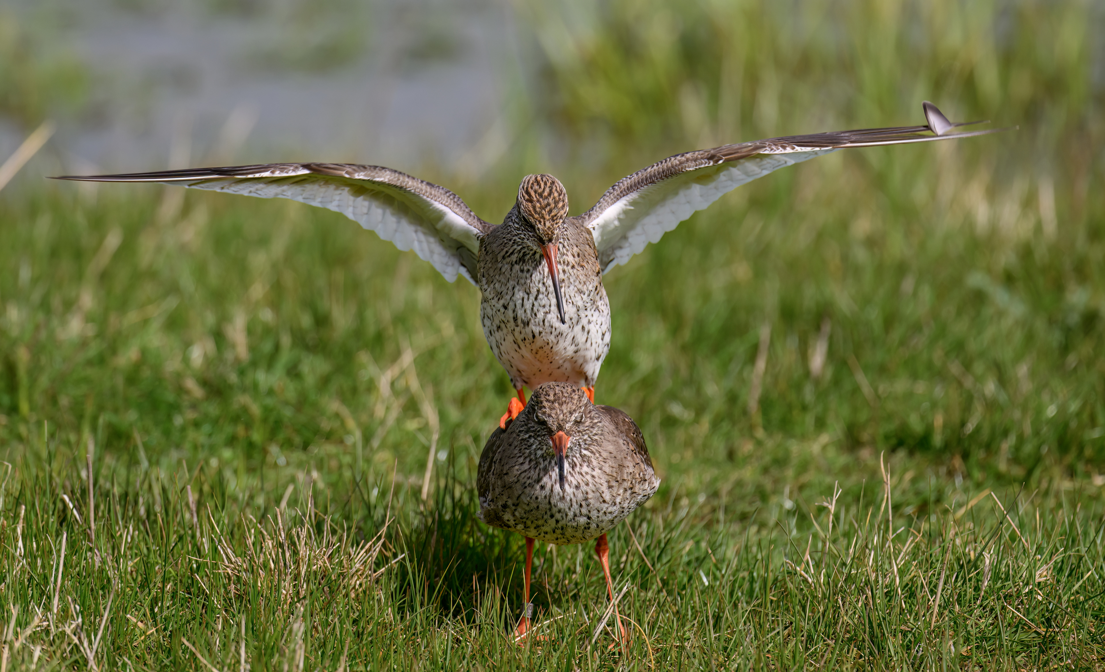Red Shank
