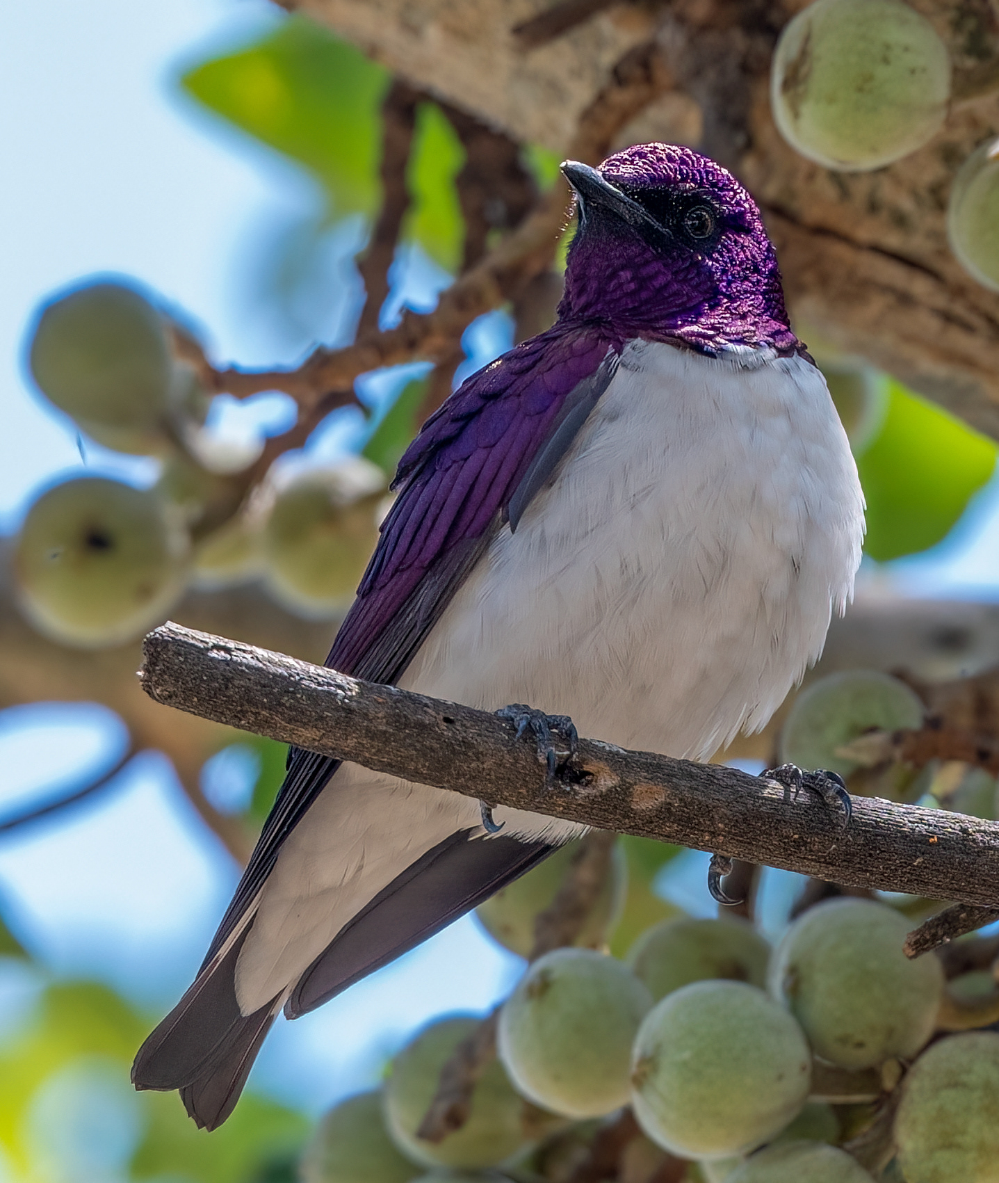 Violet Backed Starling ♂
