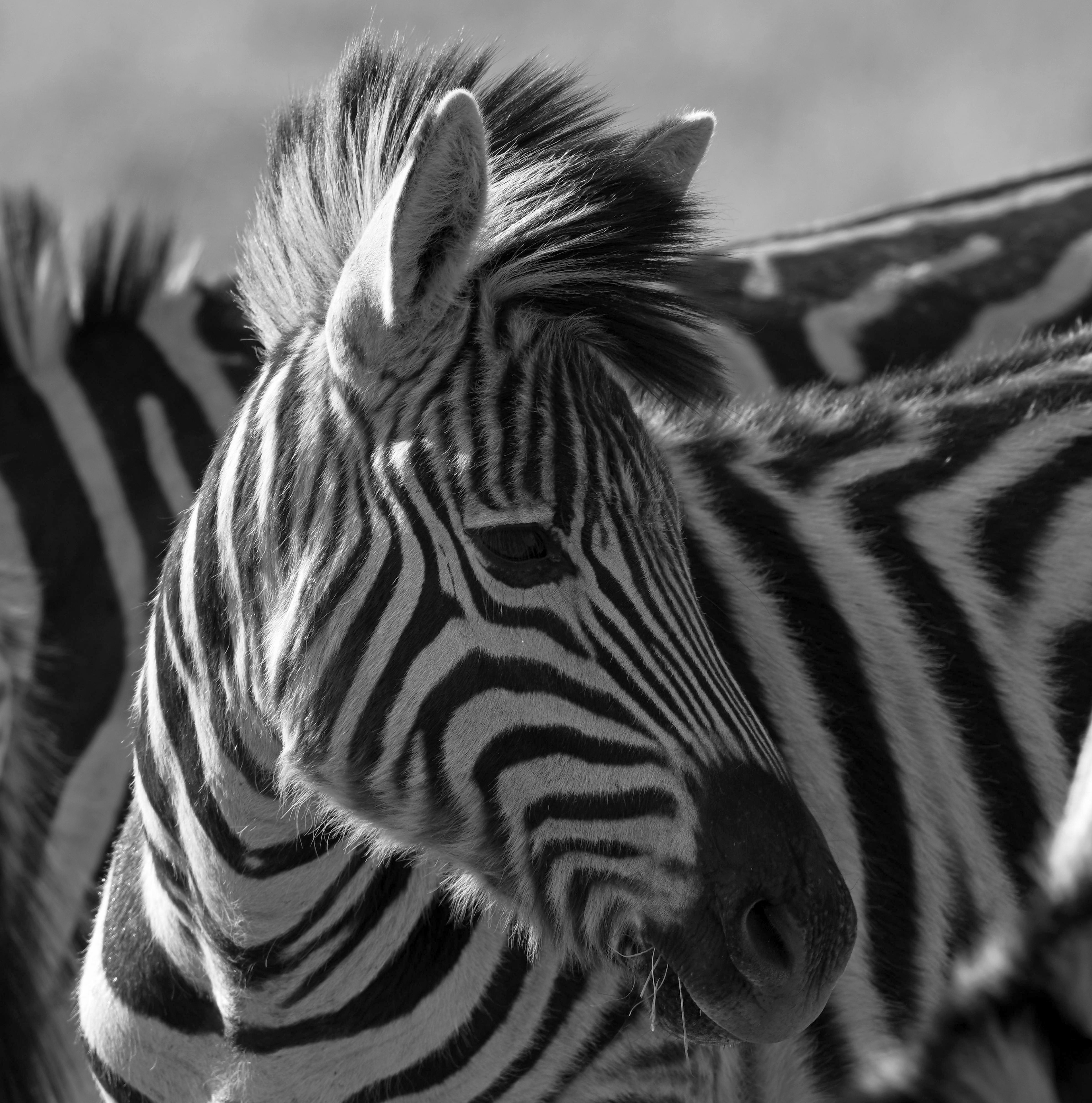 Burchell's Zebra