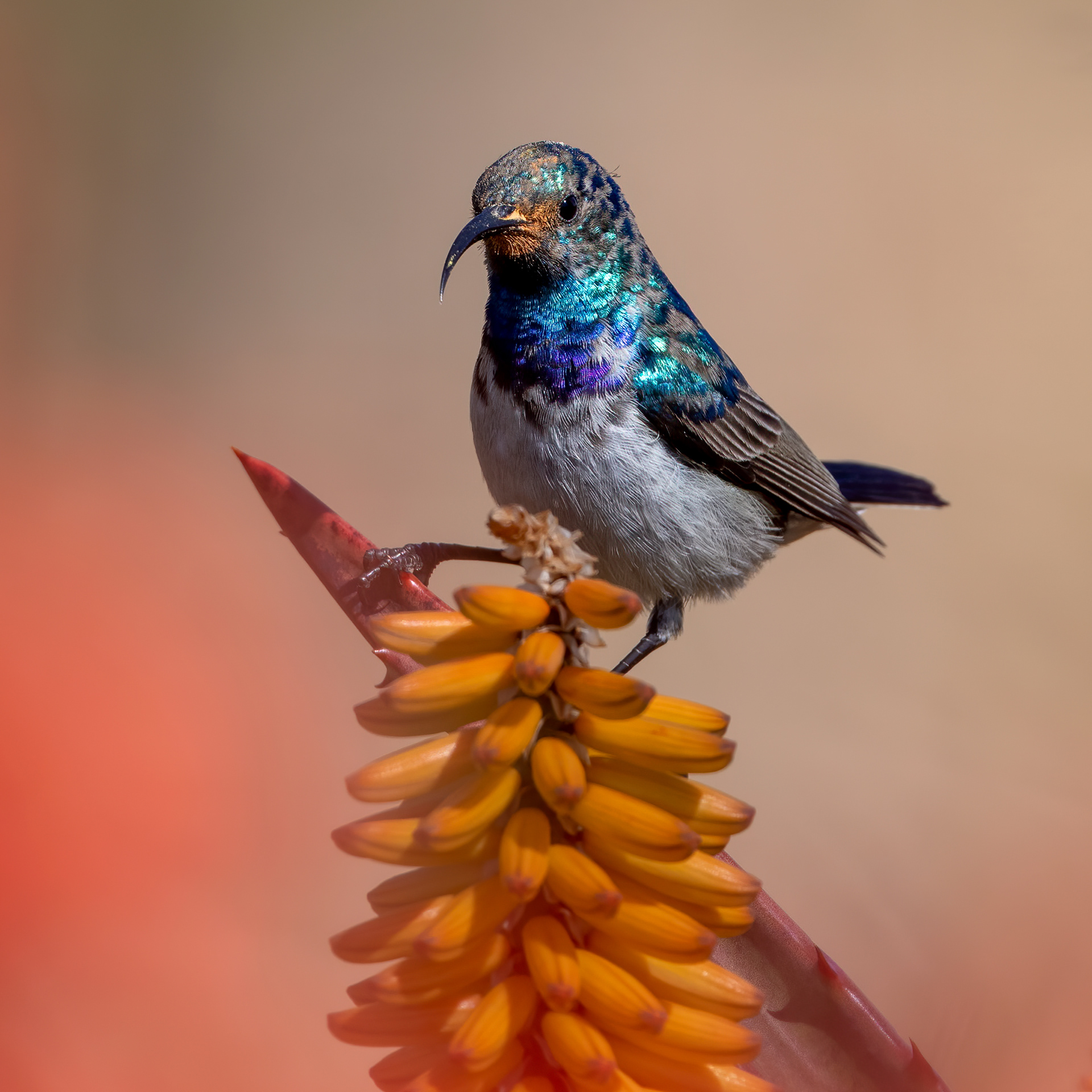 White Bellied Sunbird ♂