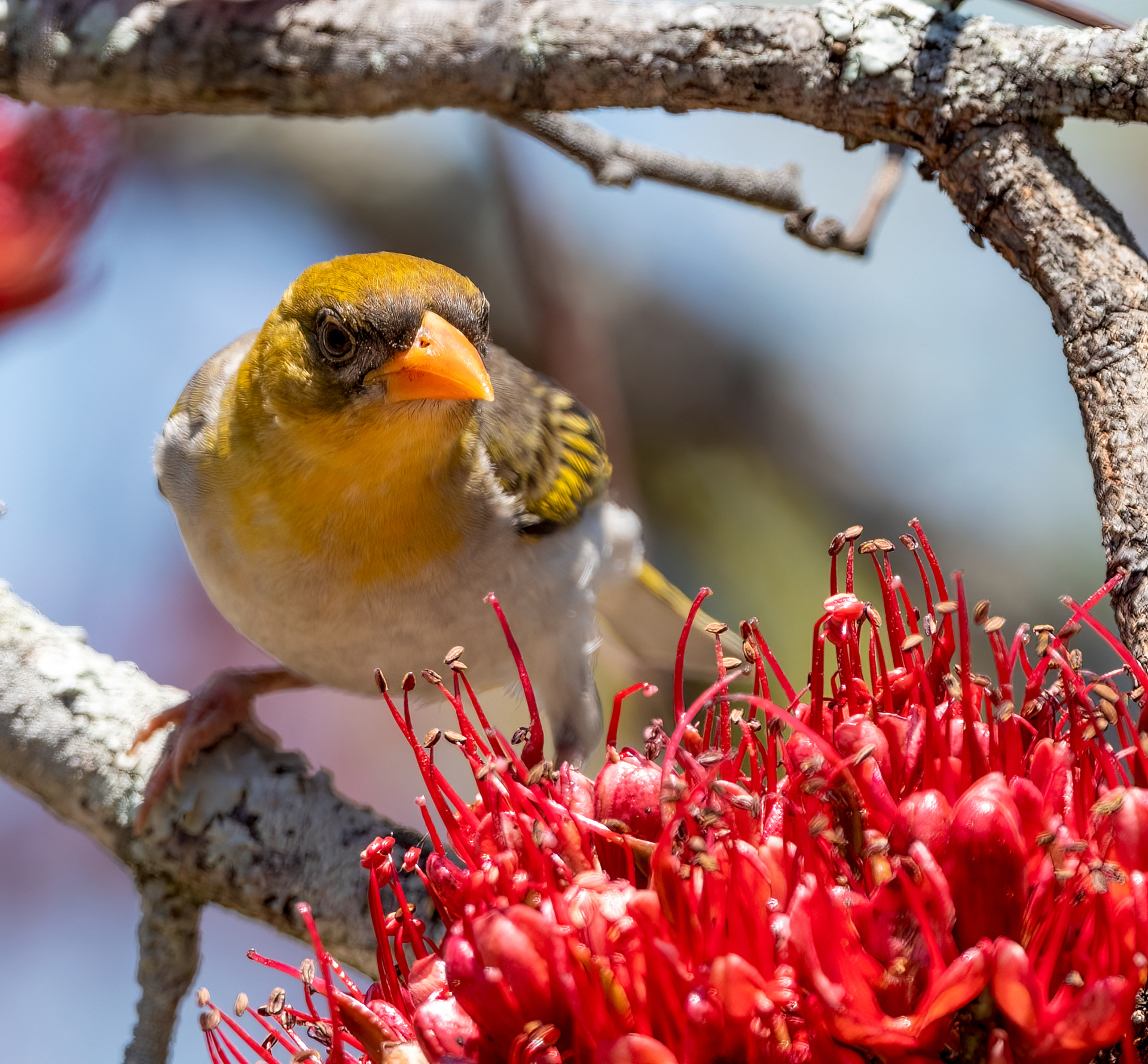 Red Headed Weaver ♀