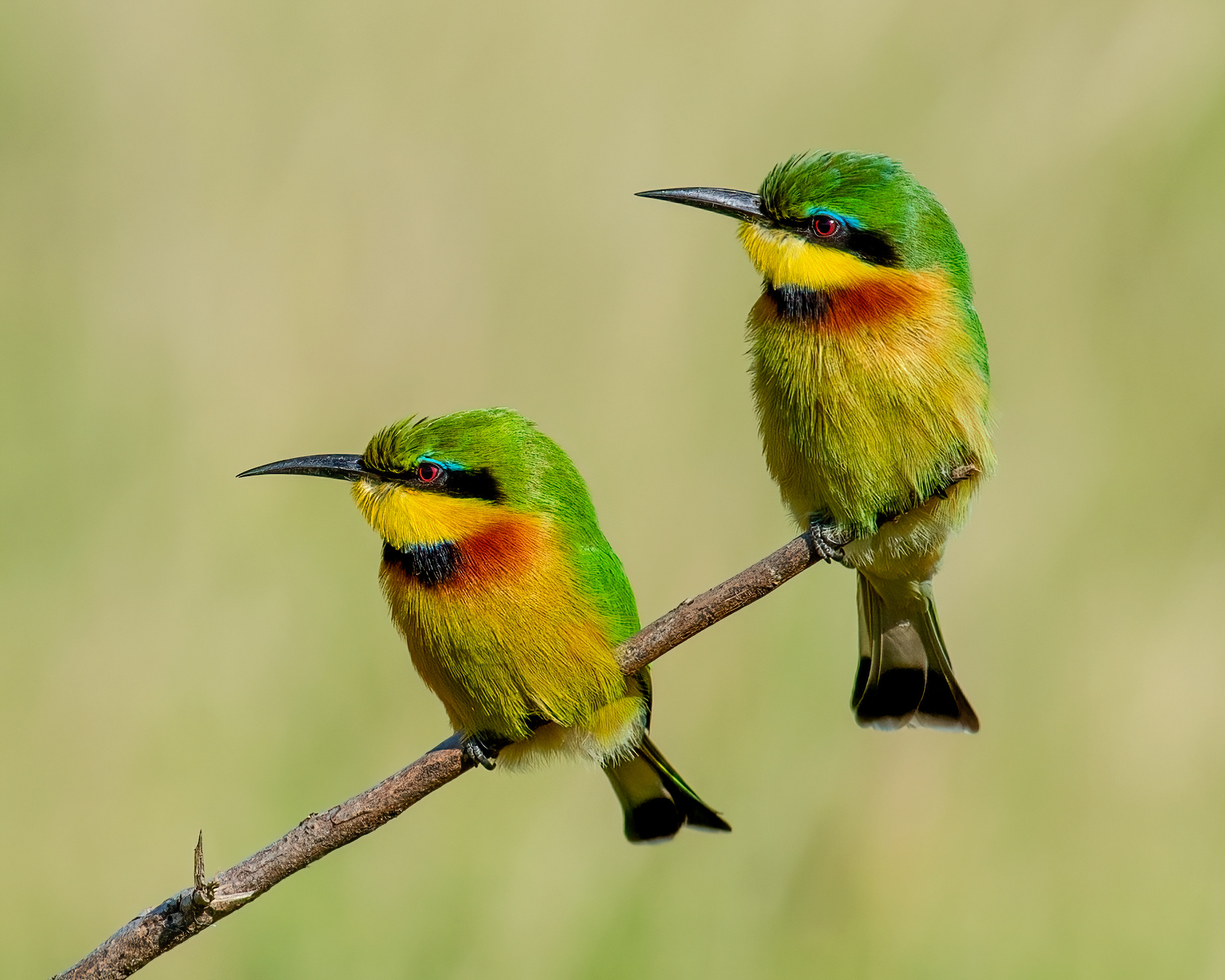 Little Bee Eater