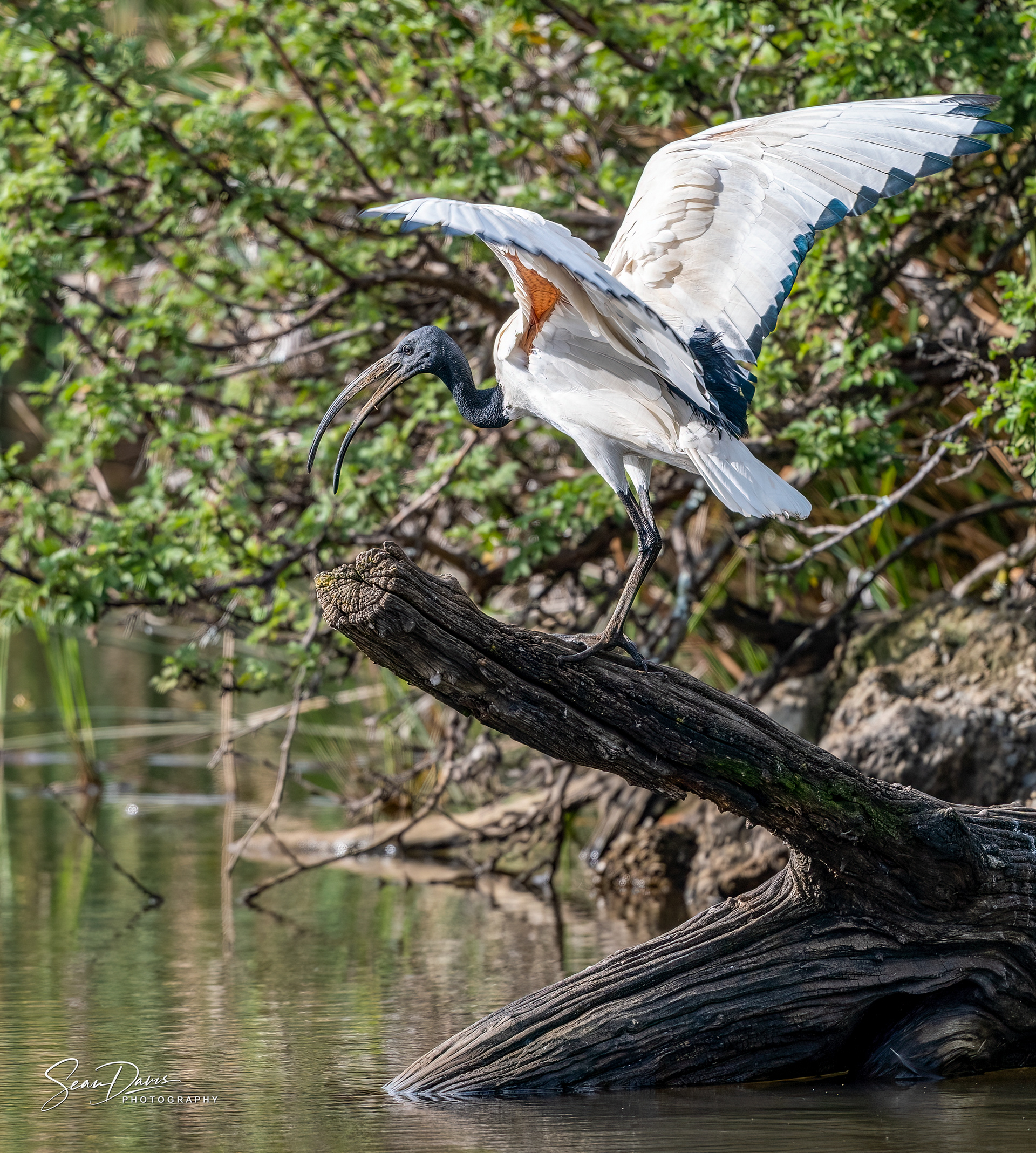 Sacred Ibis