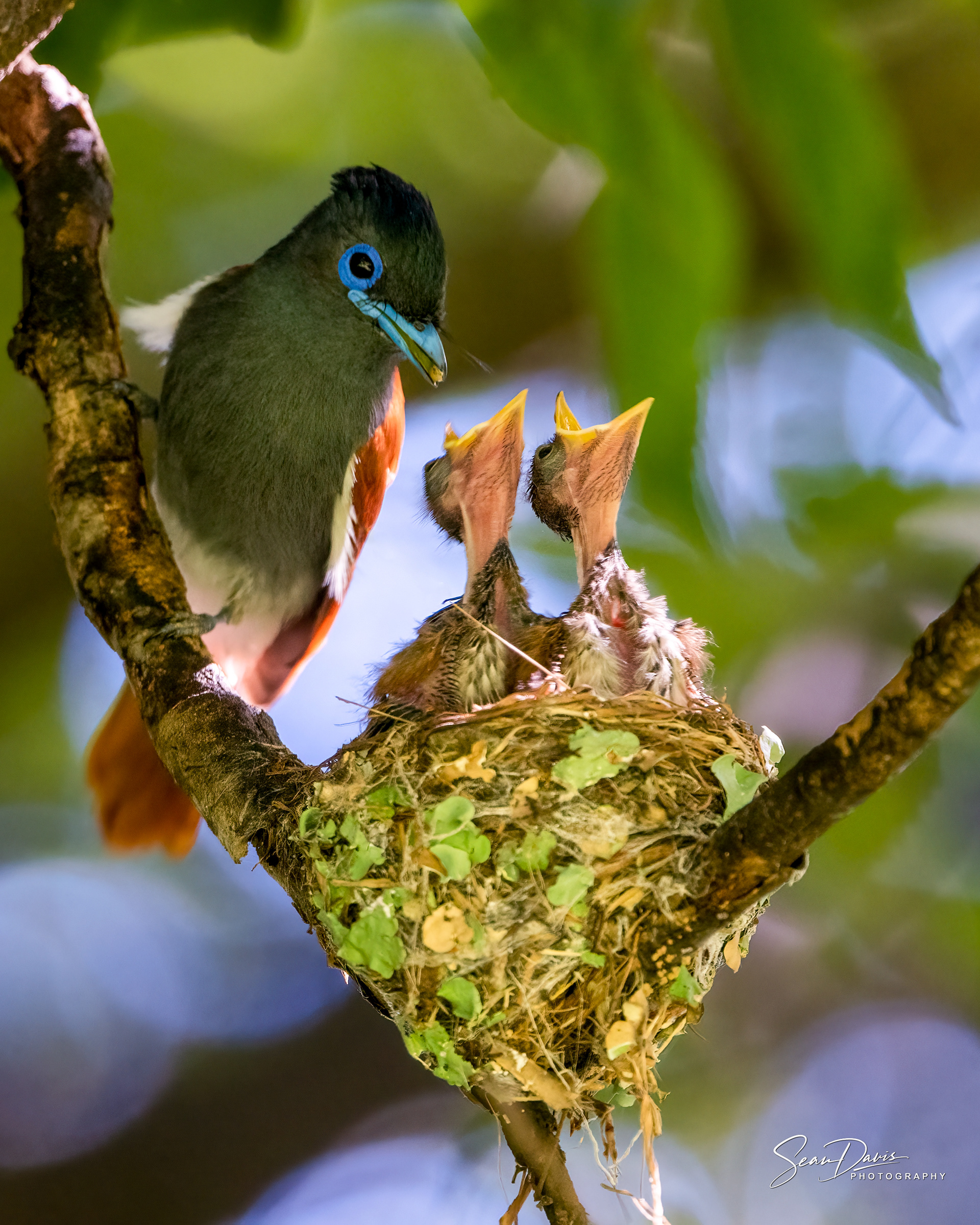 Paradise fly Catcher