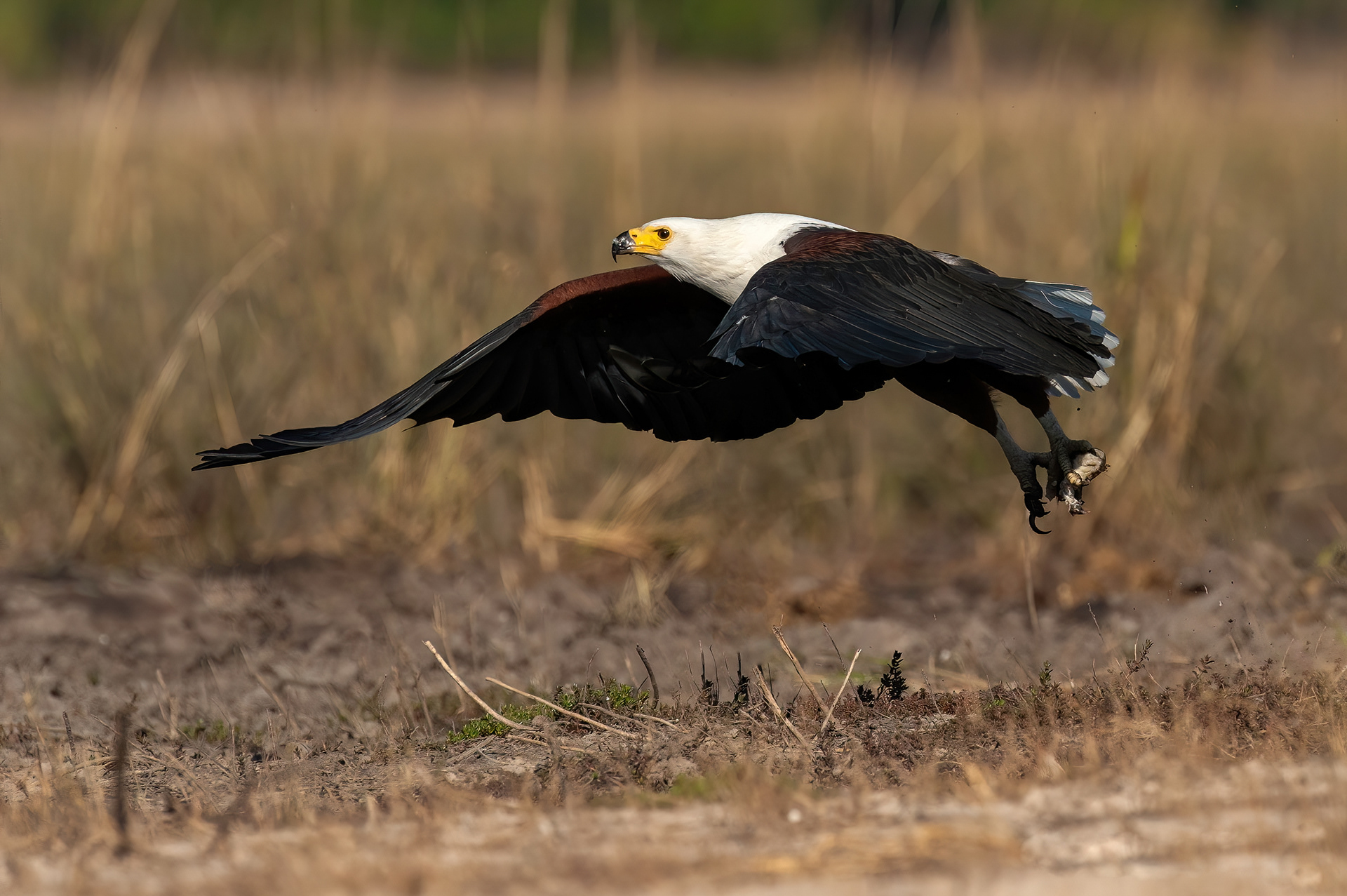 African Fish Eagle