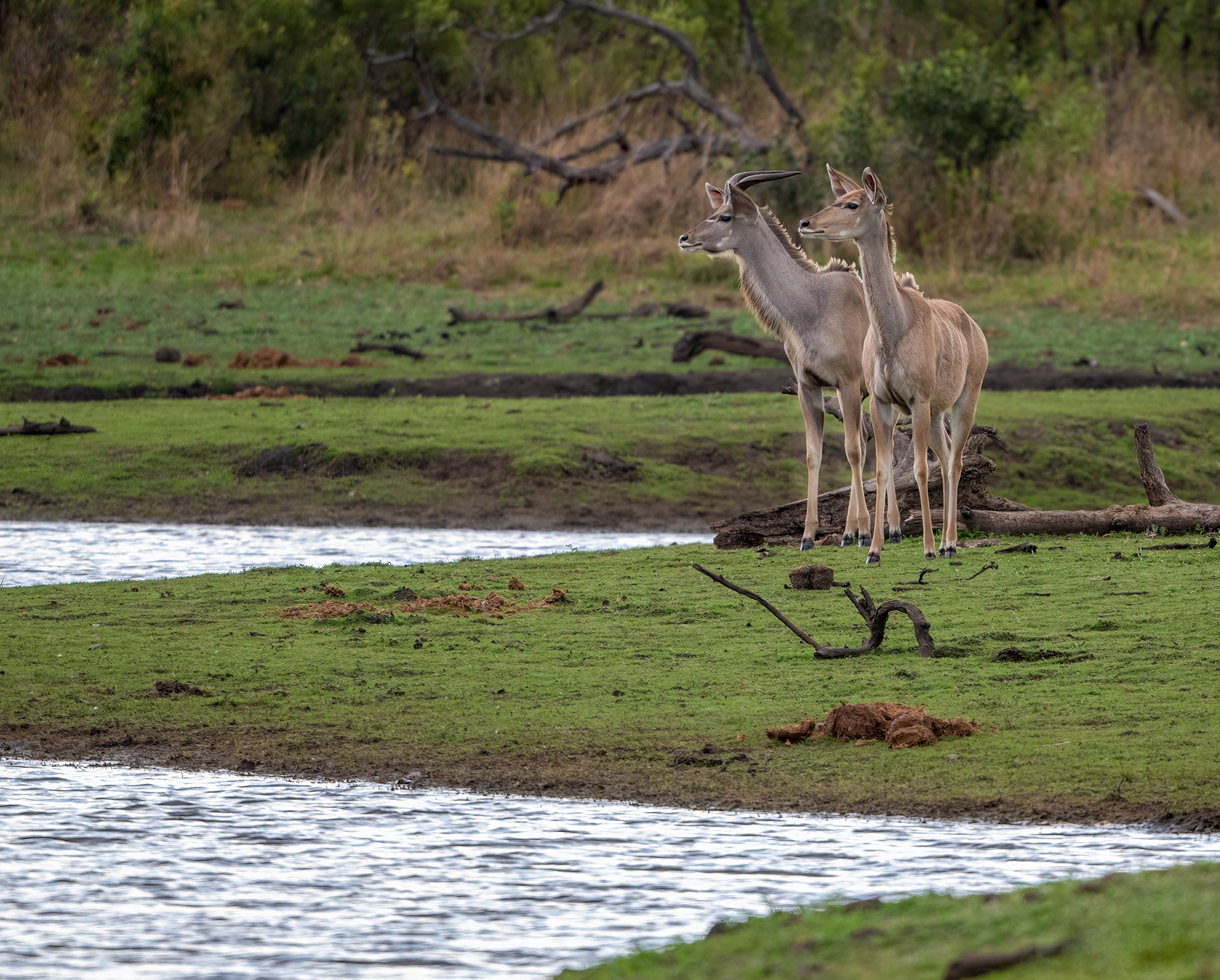 Kudu