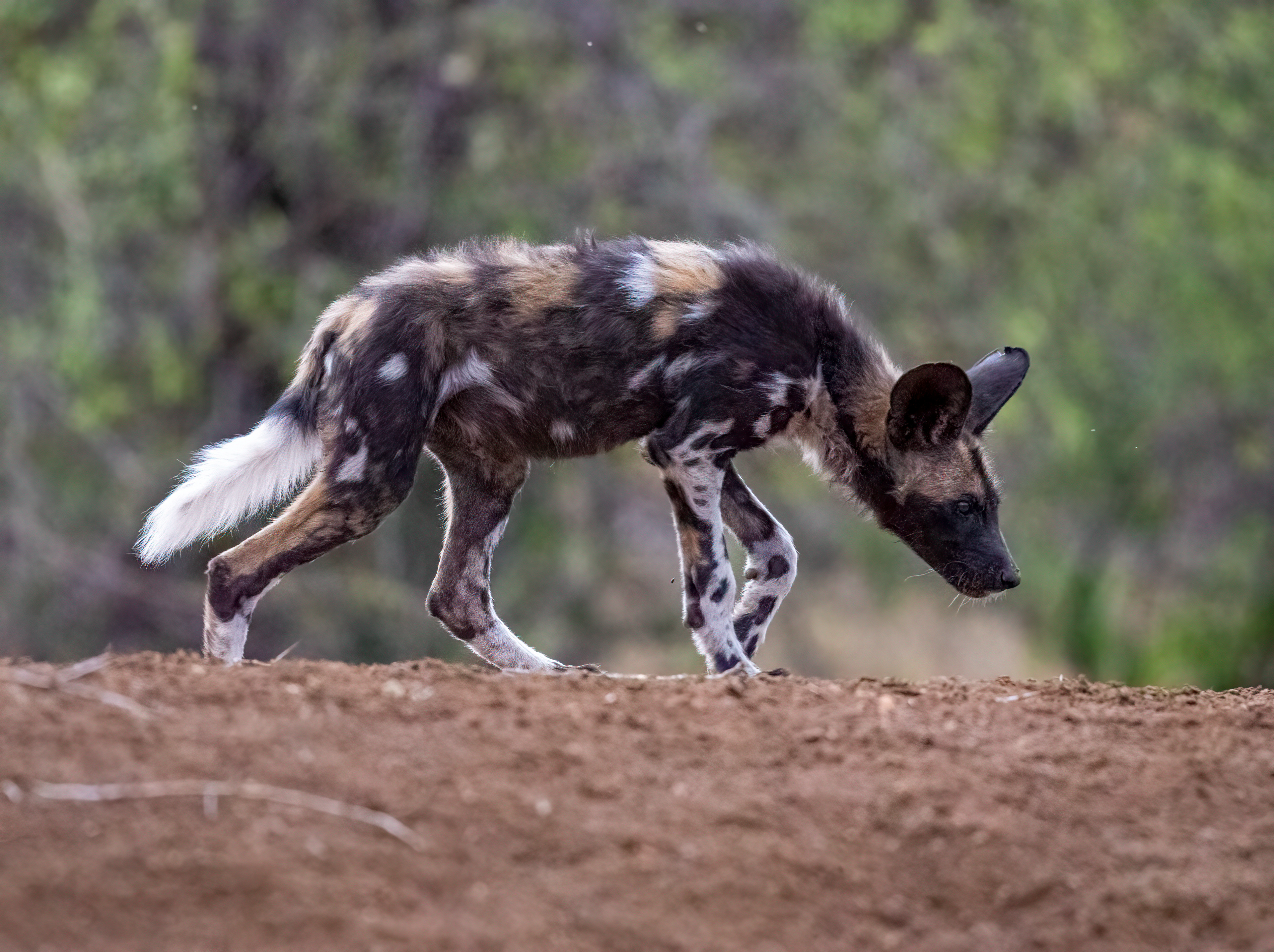 Wild Dog