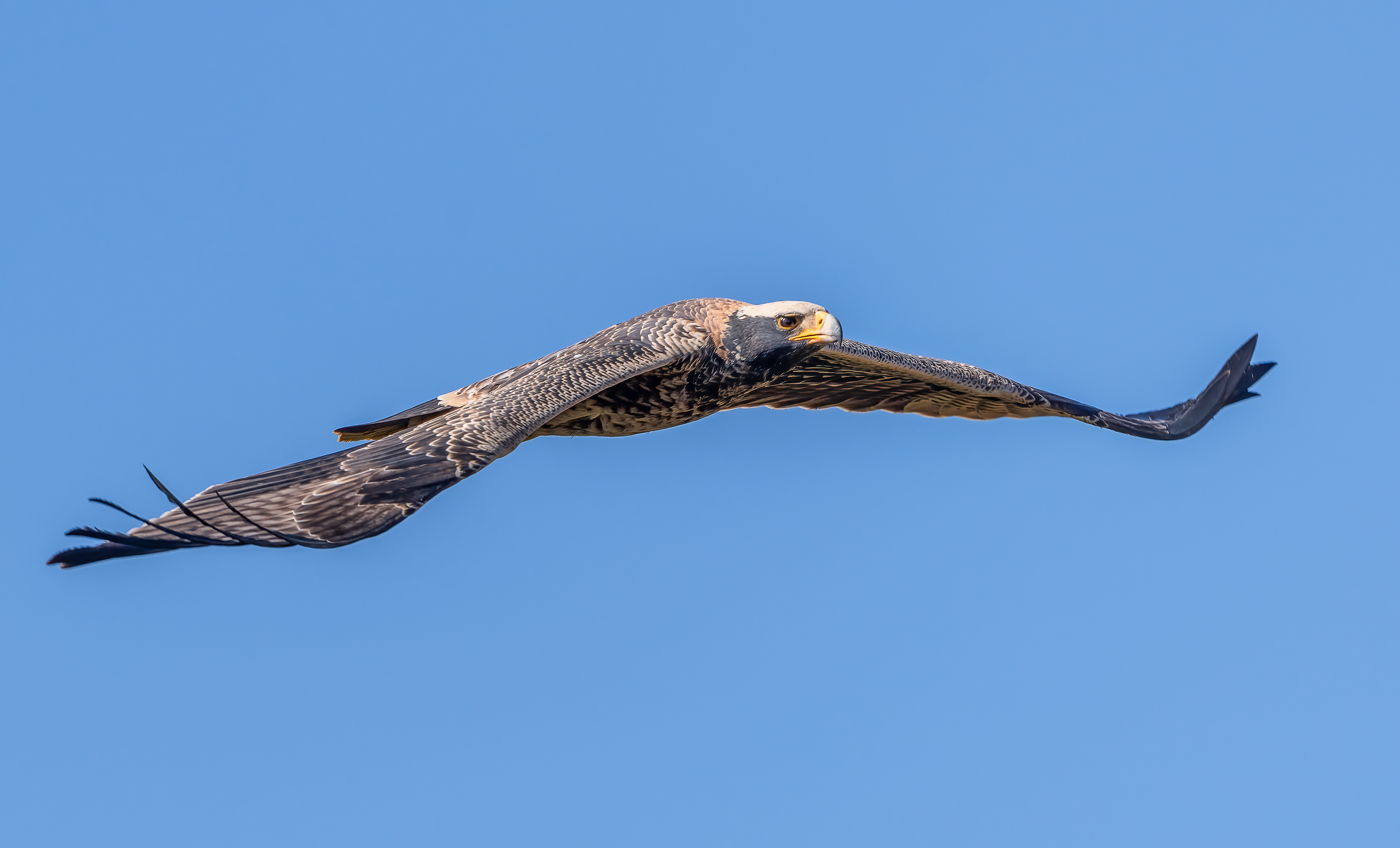 Juvenille Verreaux Eagle